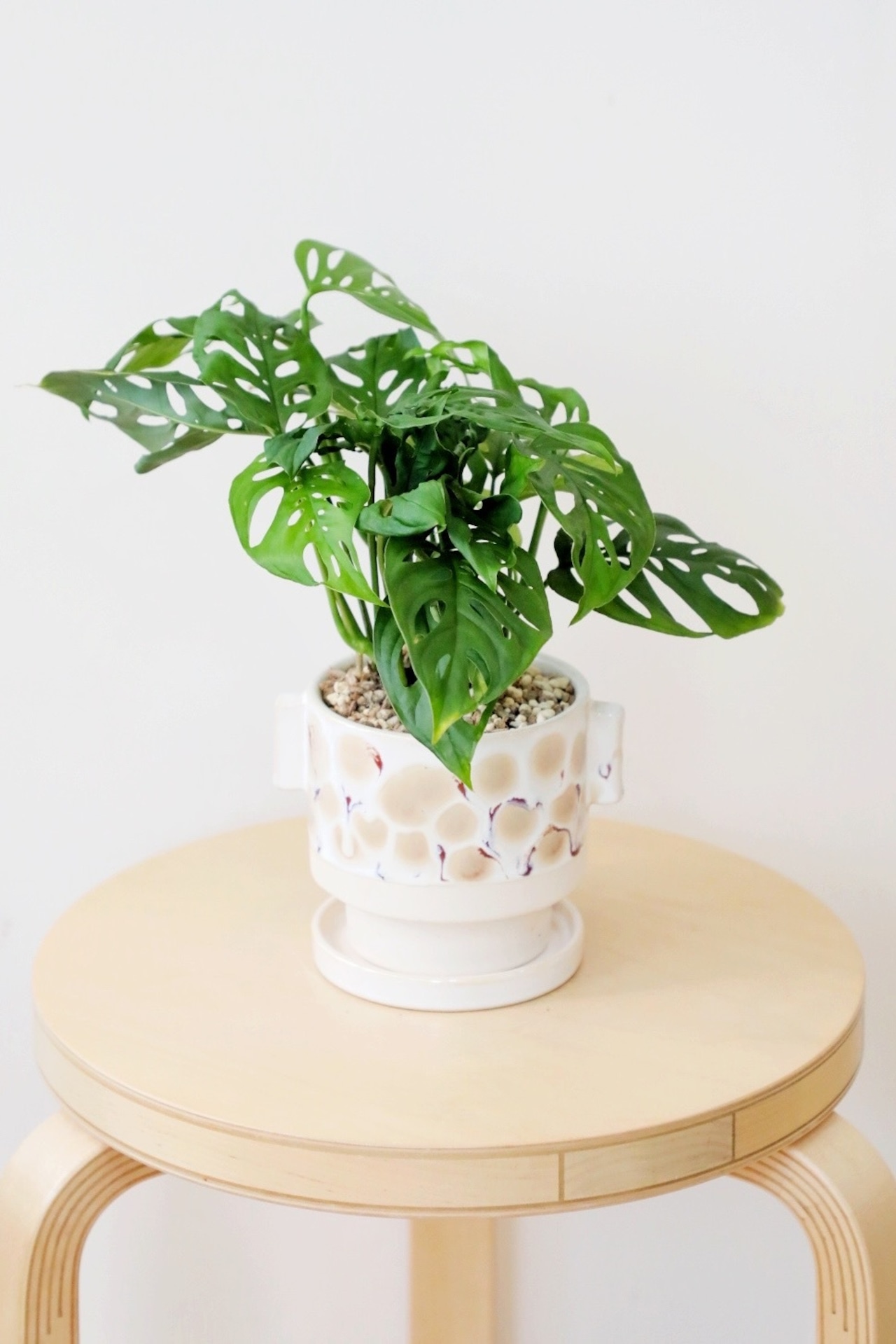 【S】マドカズラ/Monstera adansonii