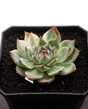 カット苗 チワワエンシス錦 陰陽 控えめ斑 Echeveria chihuahuaensis 'Yin Yang Variegated'