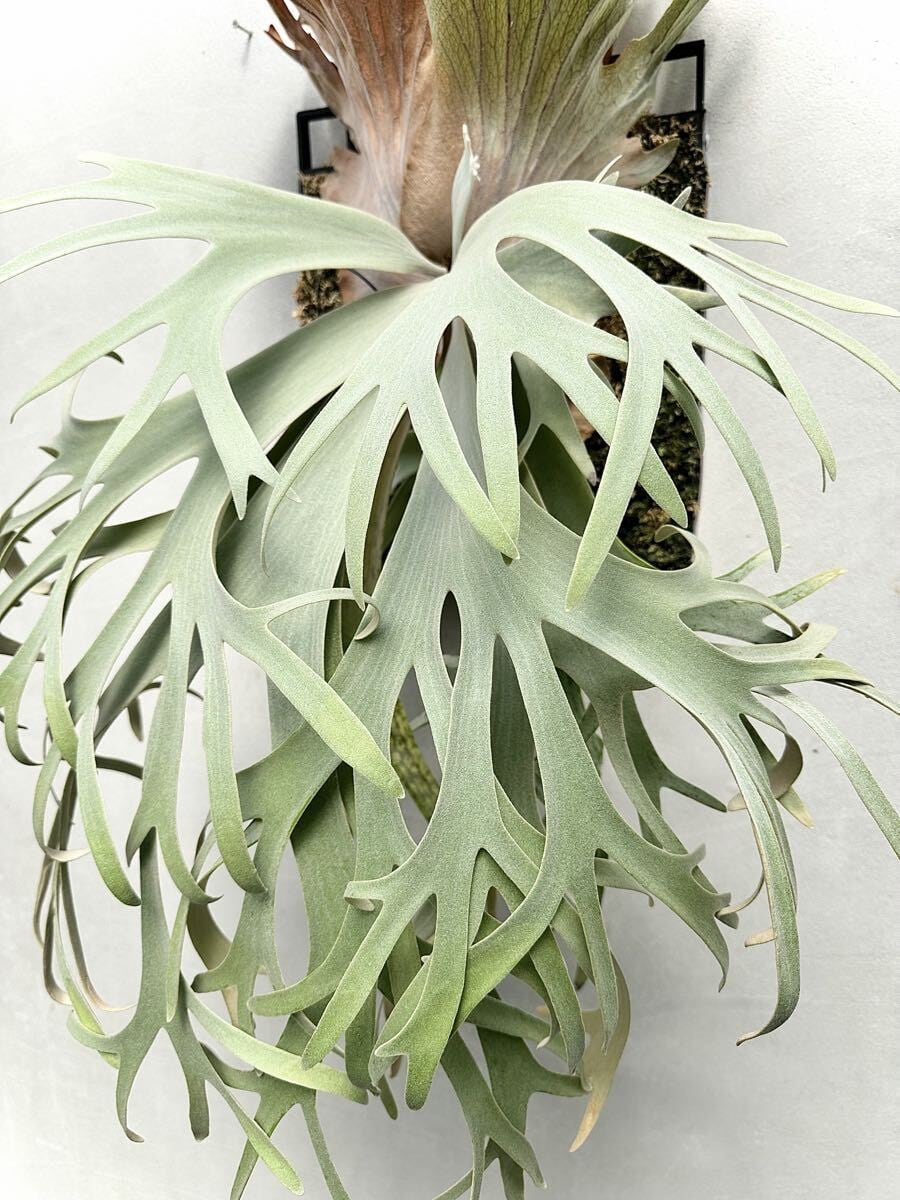 a) P. willinckii 'Moonlight' (PN) ビカクシダ ウィリンキー 'ムーン