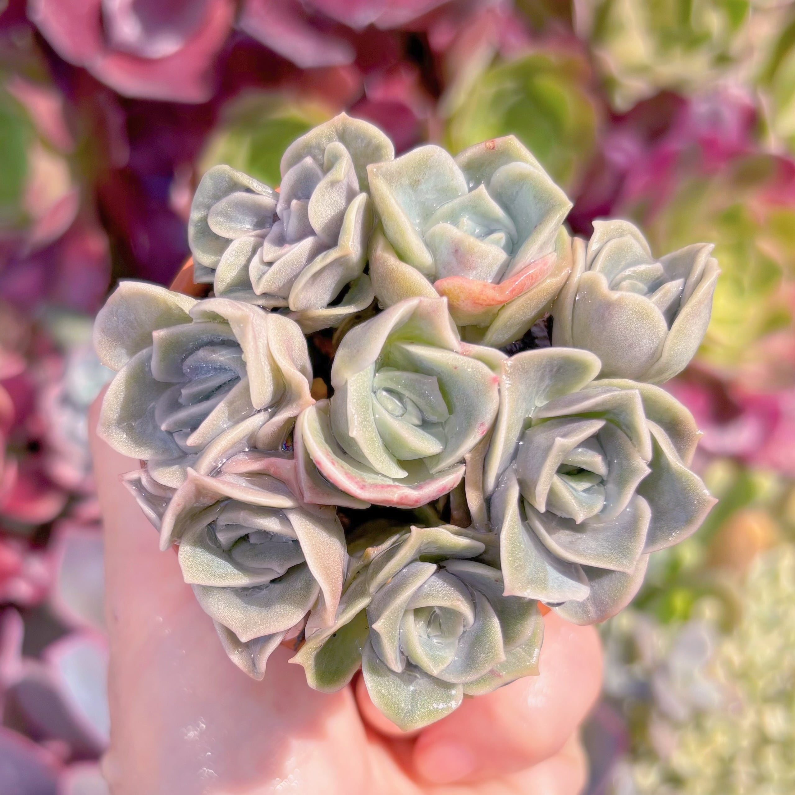 現品　ラブリーローズ#701　古株　るる農園