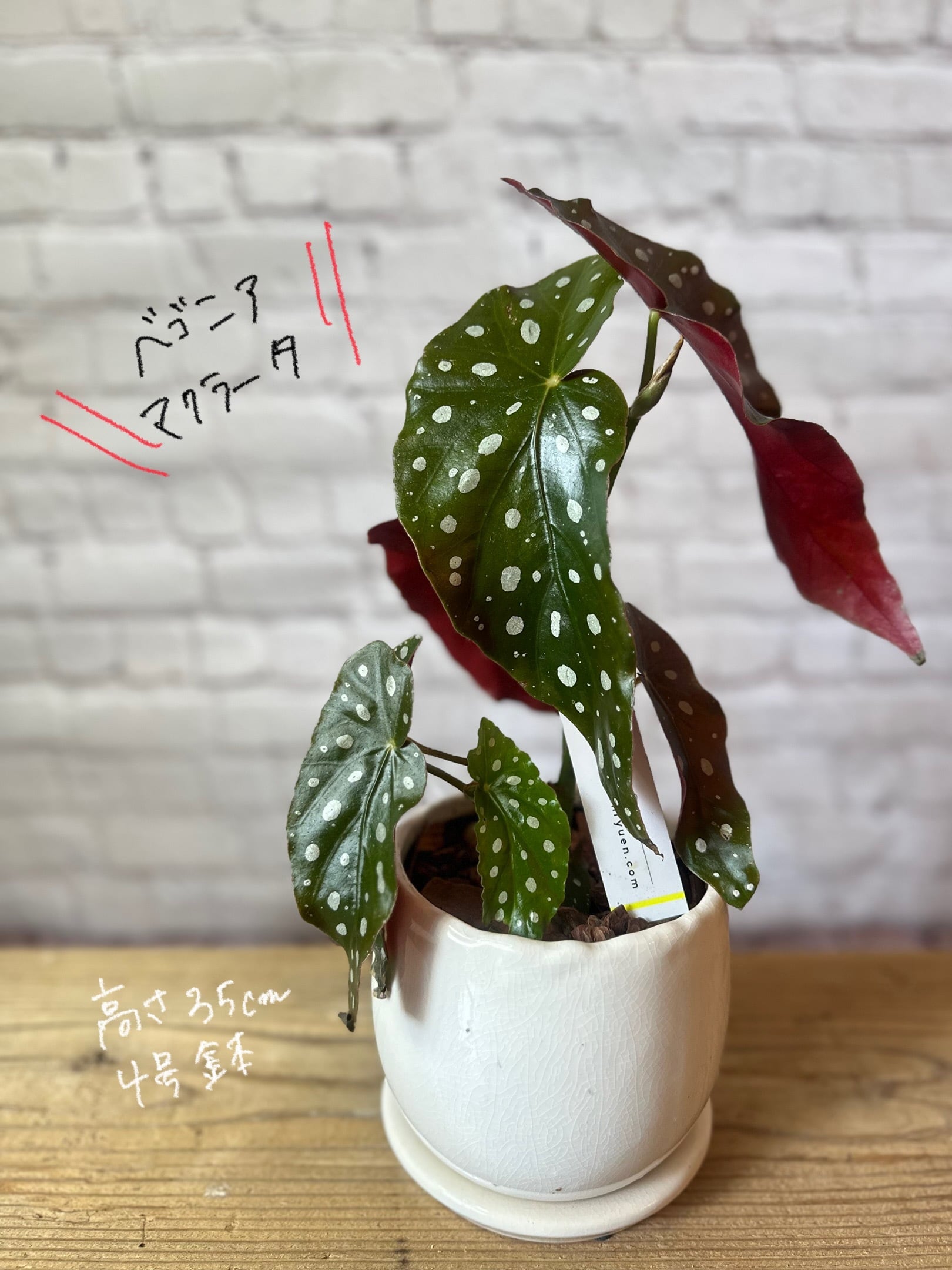 陶器鉢セット】ドラセナ ソングオブジャマイカ | Petitluxe