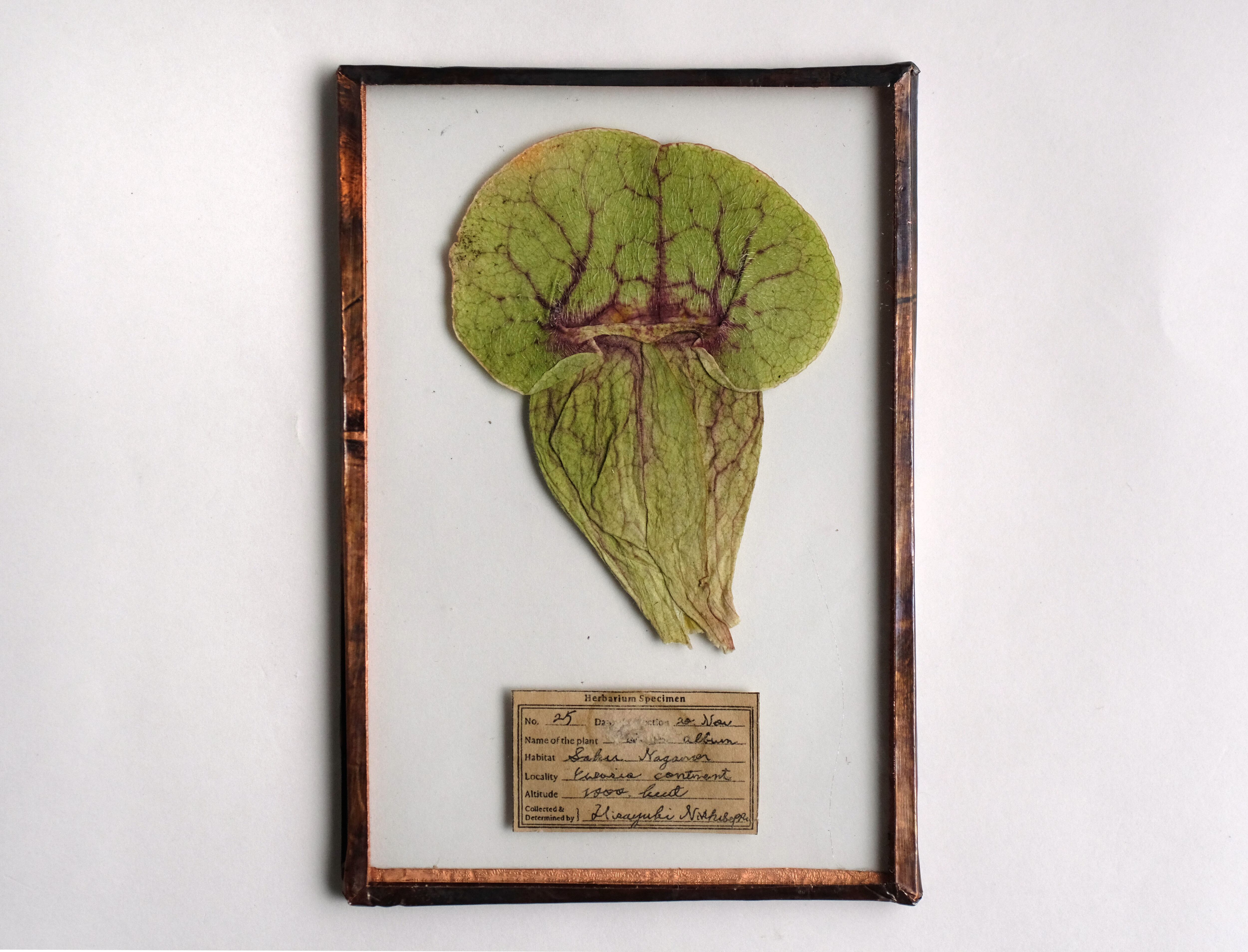 はいいろオオカミ　花屋　西別府商店　ガラス標本　桜 Glass specimen ~季節のガラス標本 ~ | はいいろオオカミ＋花屋