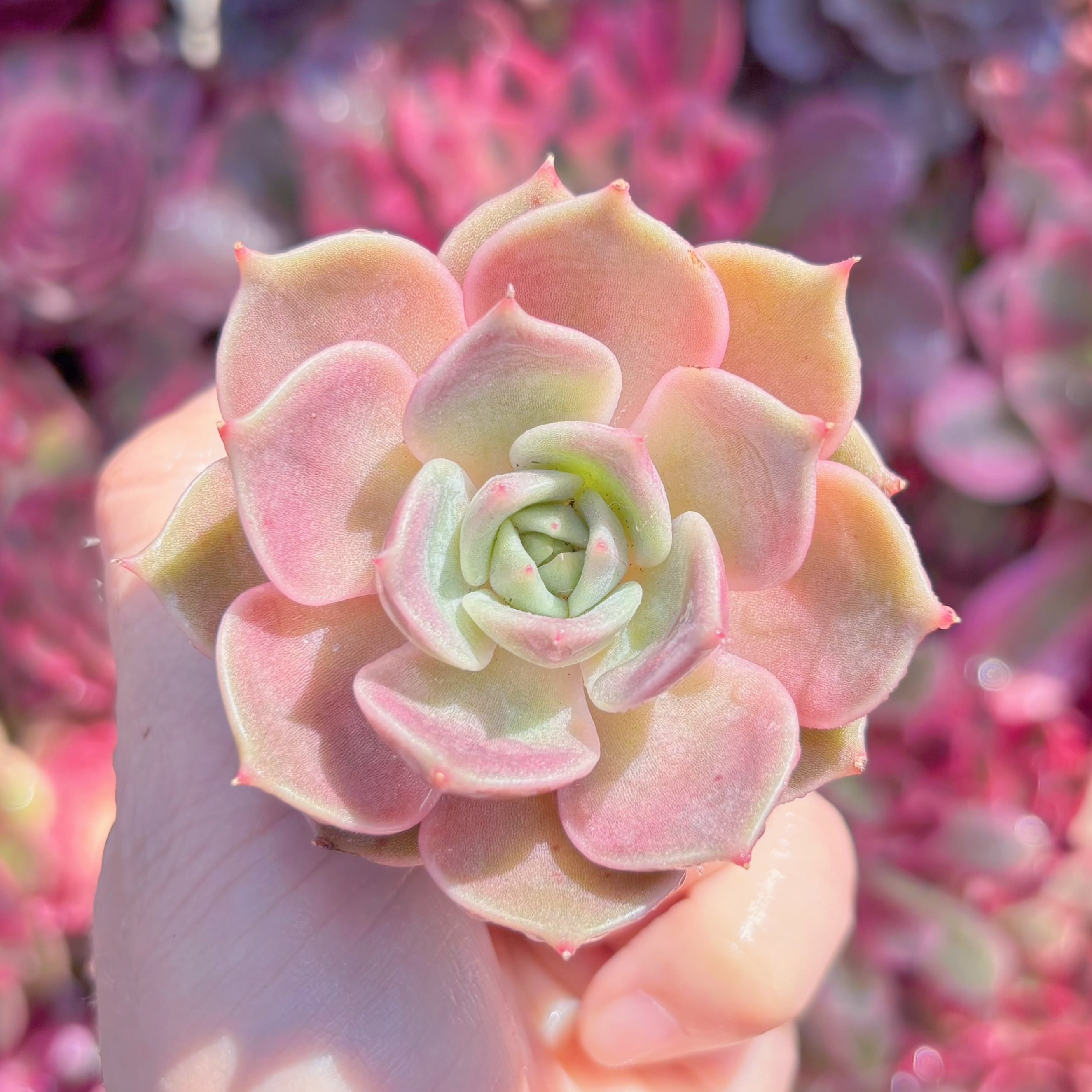 多肉植物　新品種　ルートウス　新入荷　るる農園