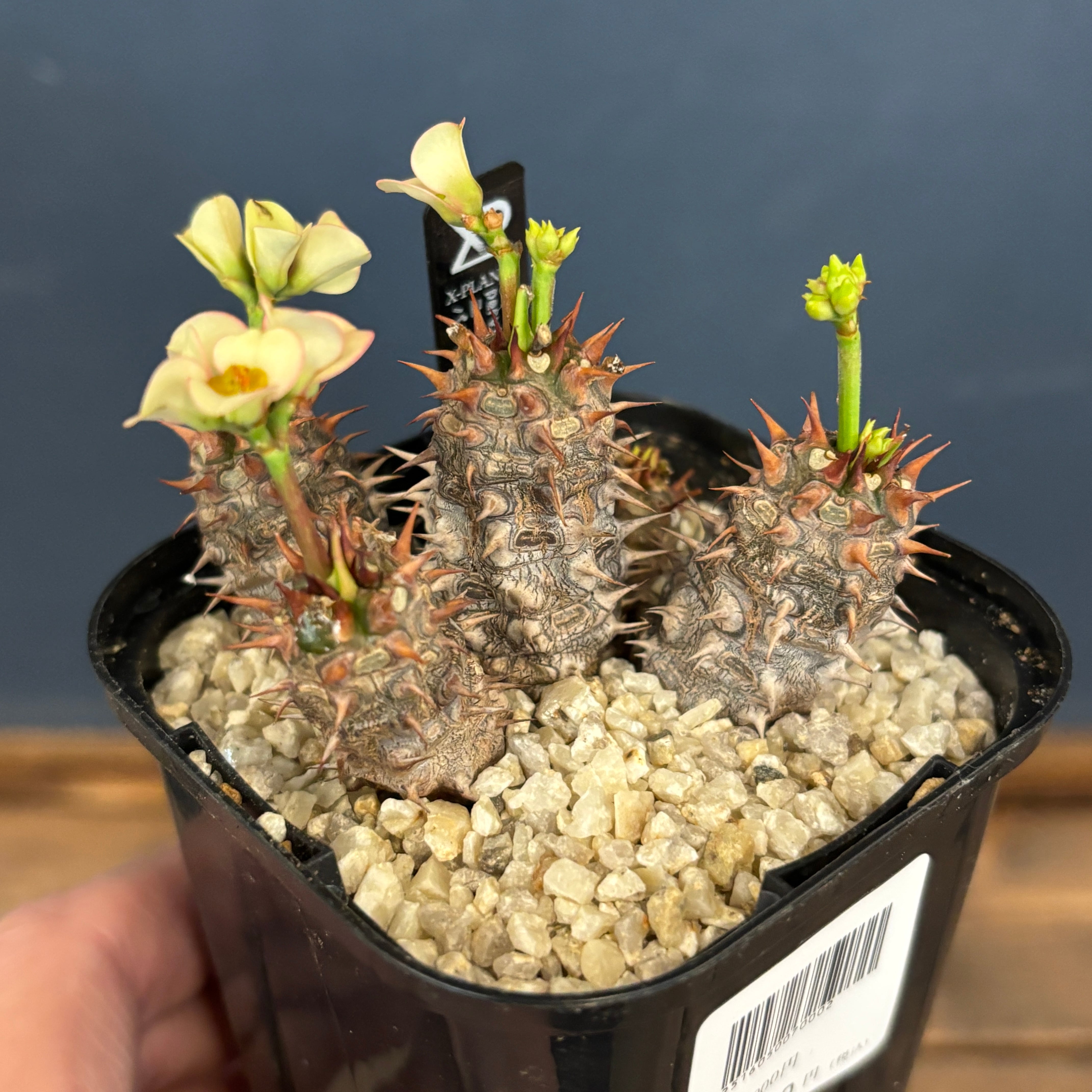 ユーフォルビア、その他多肉 | PROTOLEAF プロトリーフ