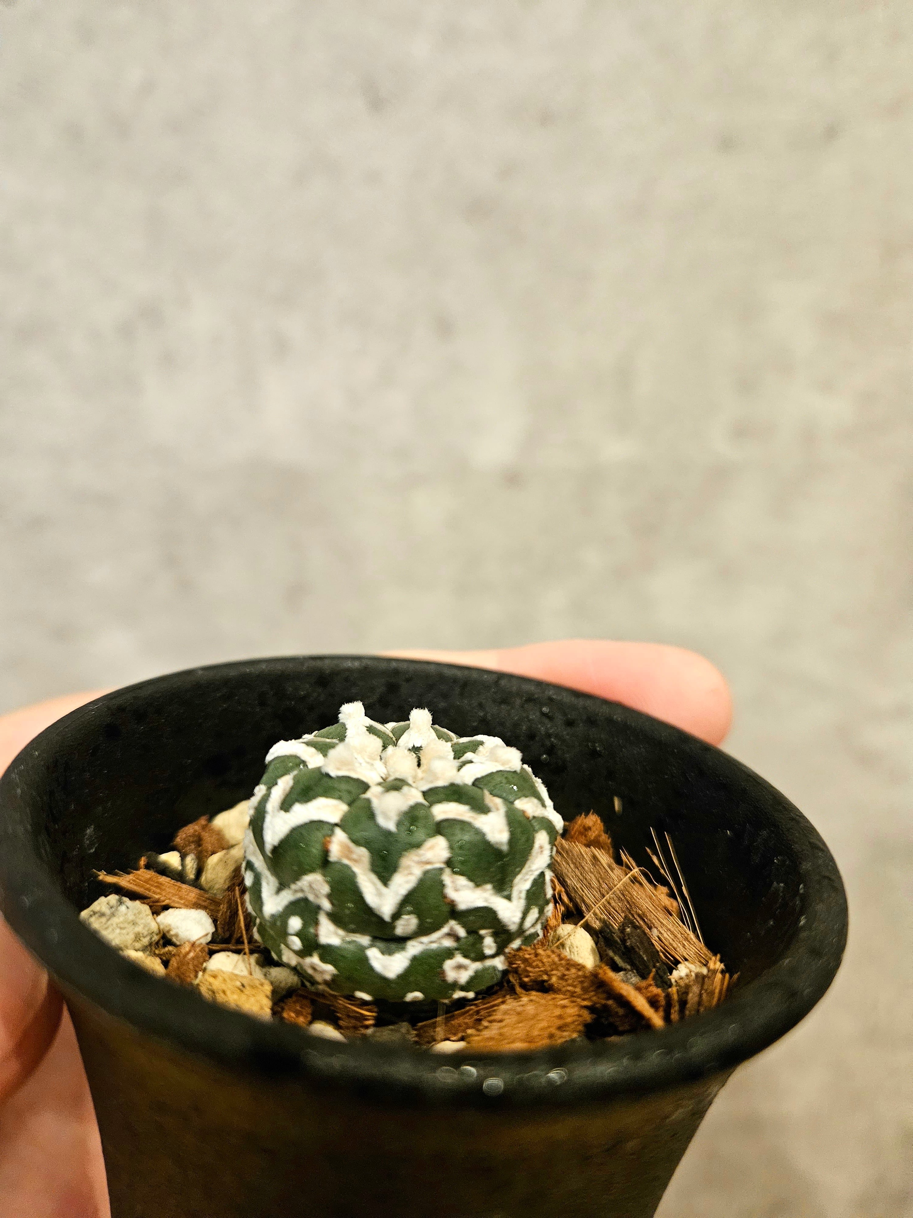 Astrophytum asterias Vtype アストロフィツム スーパー兜 V 