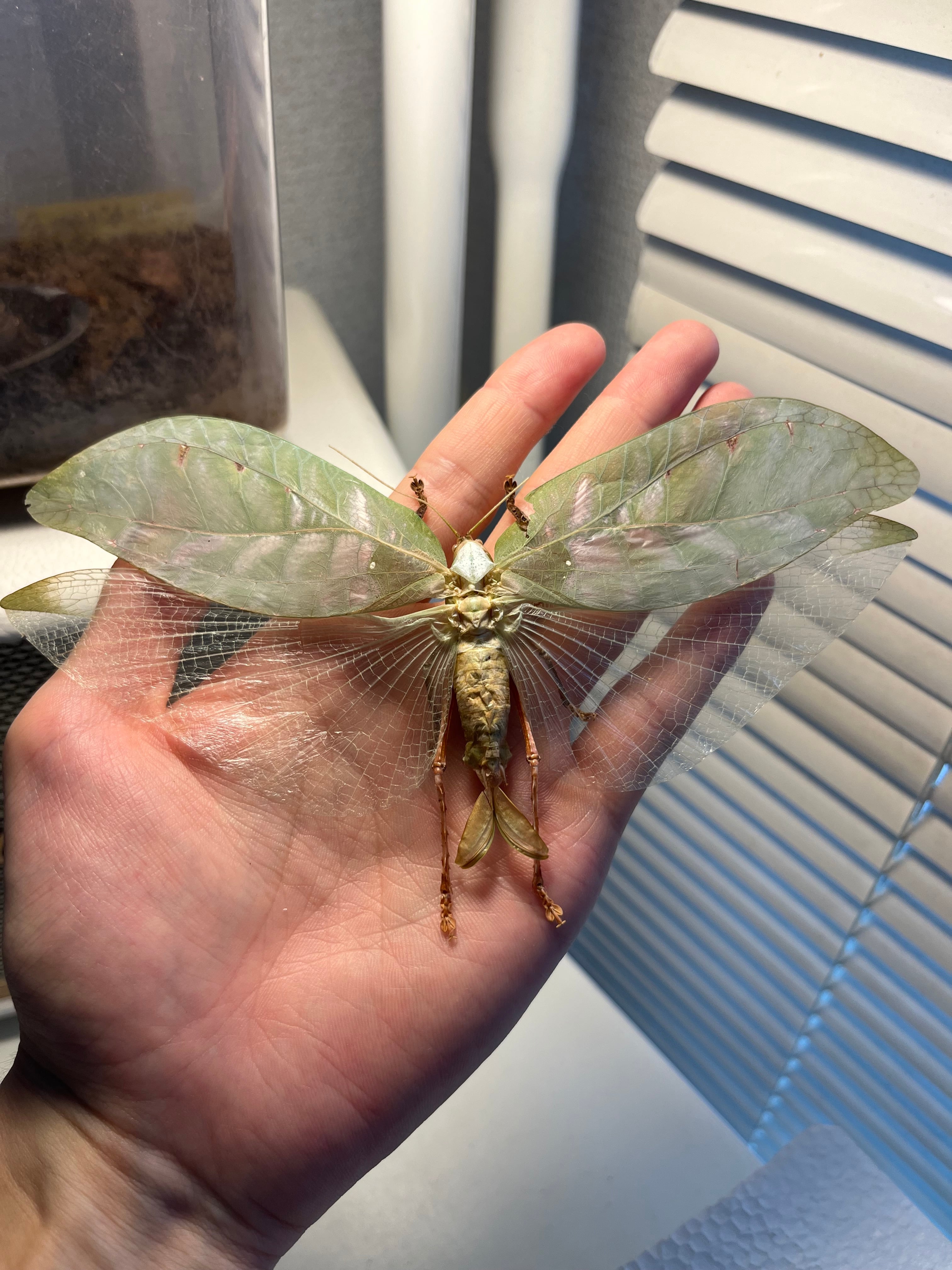 キョジンツユムシに酷似のOnomarchus uninotatusキリギリス 直翅類