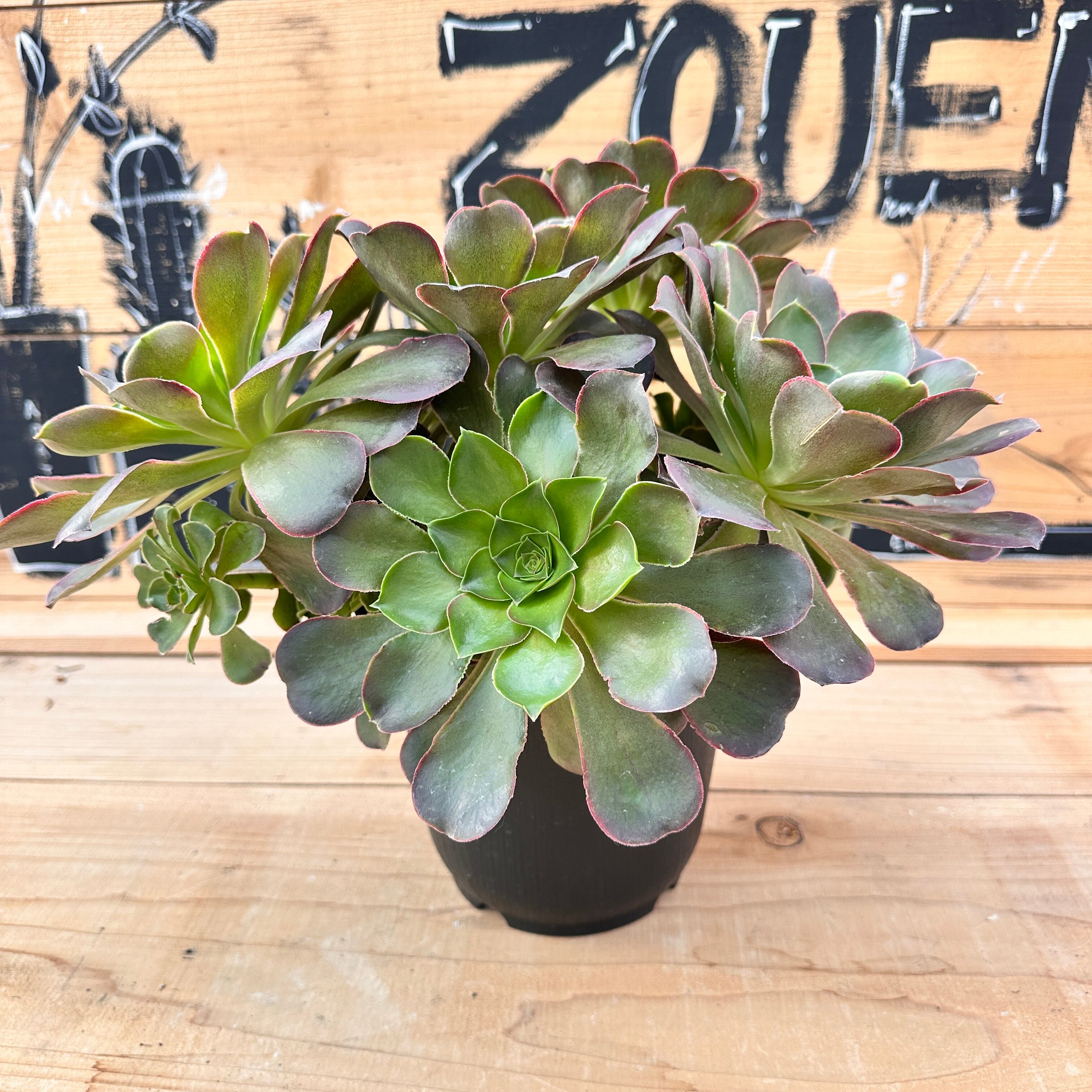 エレガンスXヒアリナ【現品】20 | TOMOZOUEN