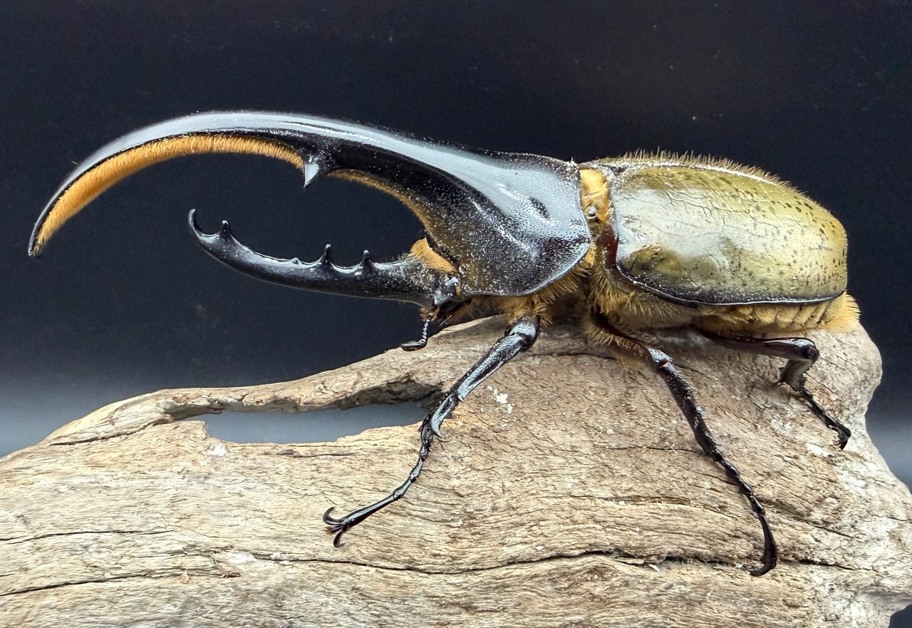 《ヘラクレス・ヘラクレス 138mm ペア》