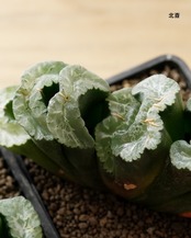 カット苗 ハオルチア 玉扇 北斎 M Haworthia truncata 'Hokusai'