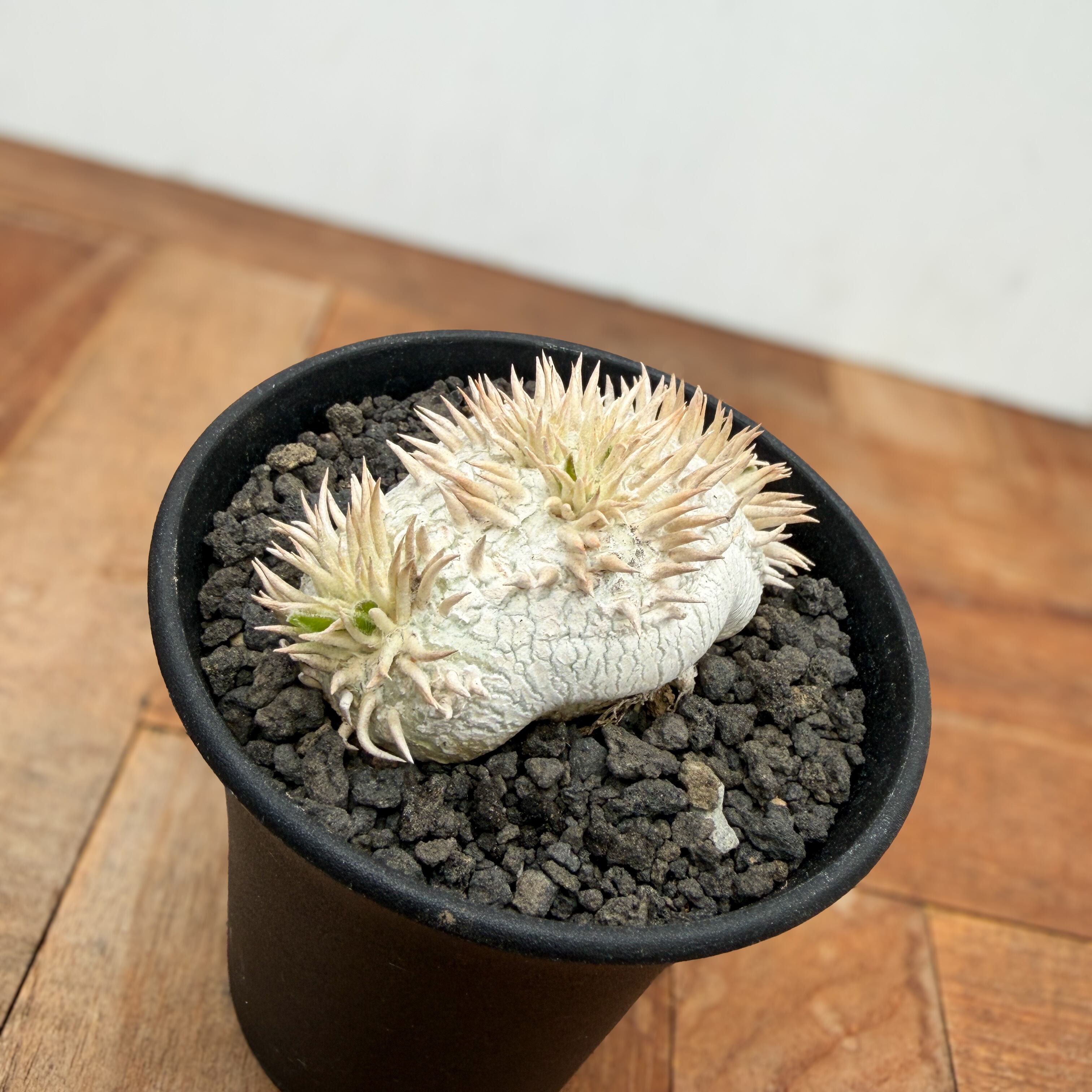 Pachypodium brevicaule ssp . Leucoxanthum【パキポディウム