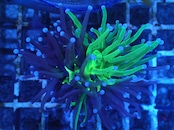 SelectionBaliShip NaturallyGraftedTorch