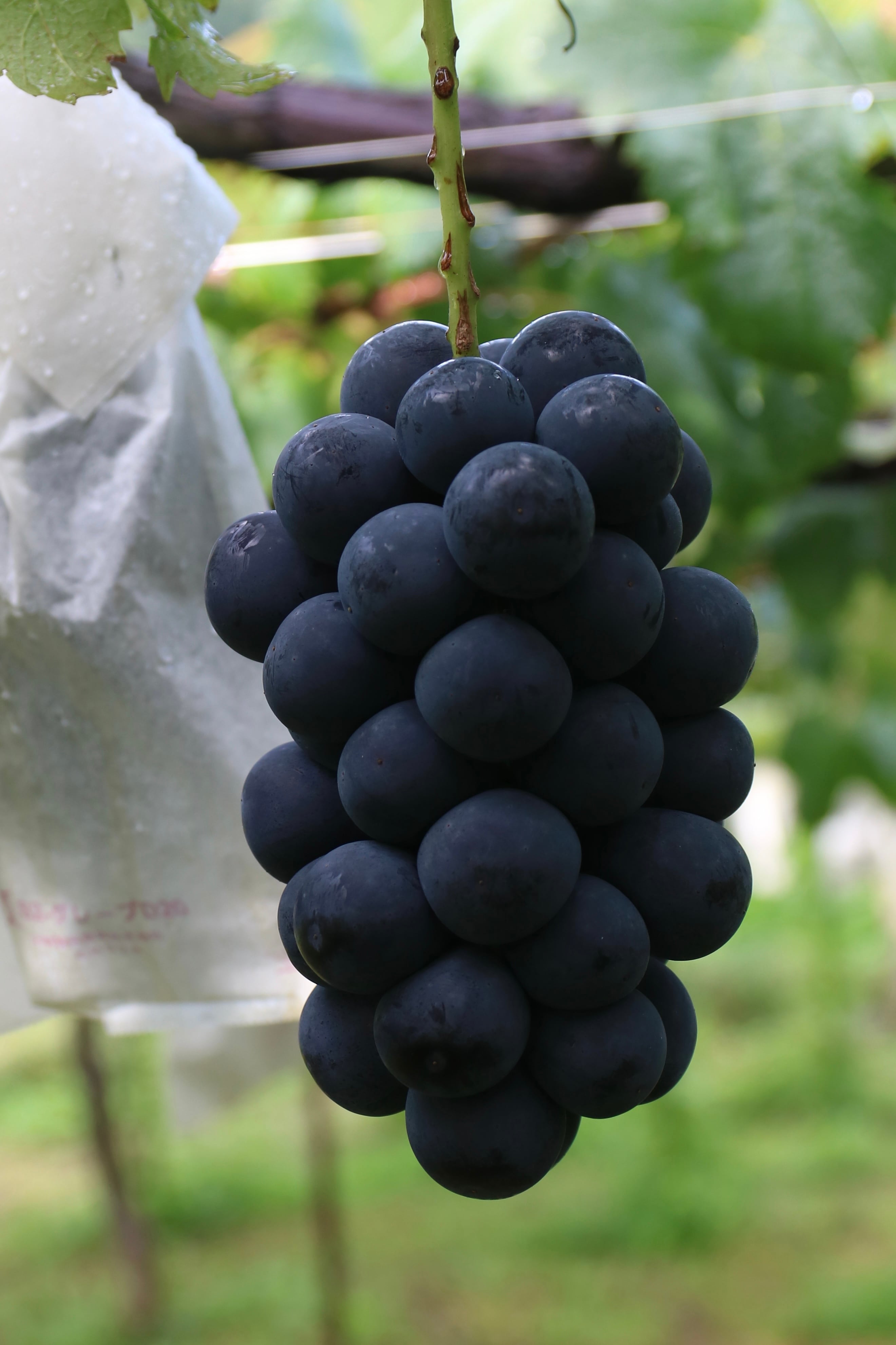 巨峰 | AKIYAMA GRAPE FARMERS