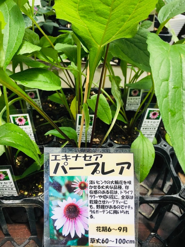 エキナセア 苗 ナチュラルマルシェ ソヨソヨ