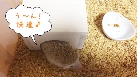 ハリネズミのお家 オーダーメイド