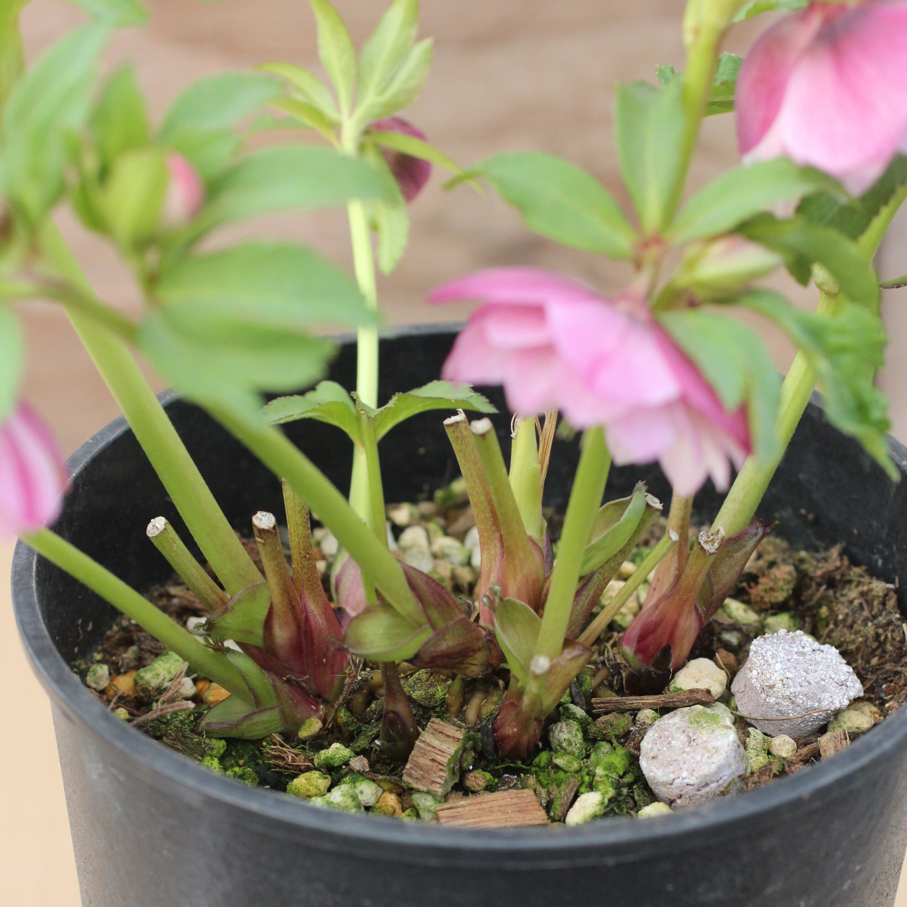 WS26-072 クリスマスローズ ウィンターシンフォニー ピンクフラッシュ