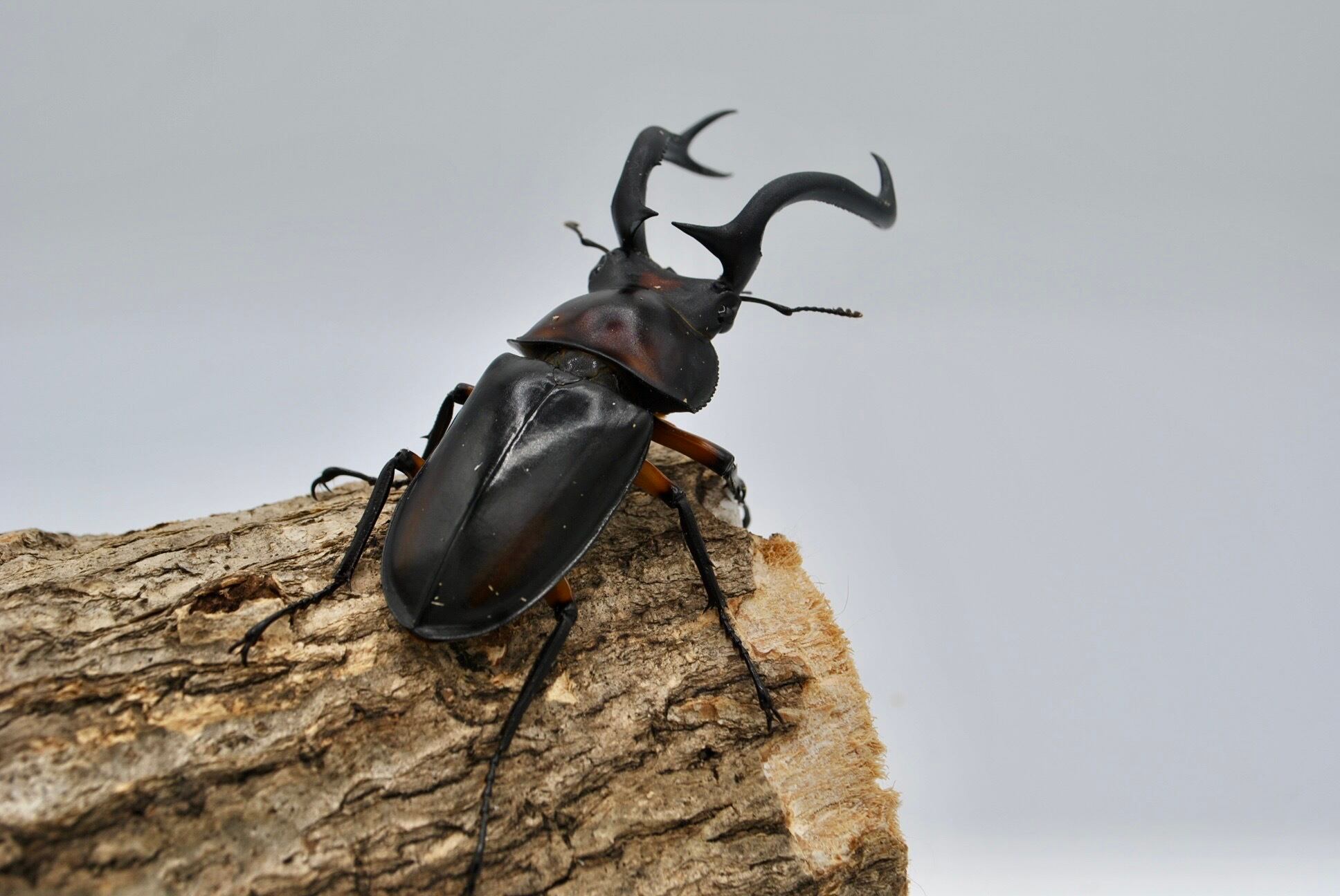 大型♂ ディディエールシカクワガタ 成虫ペア大型♂76mm(即ブリード可  