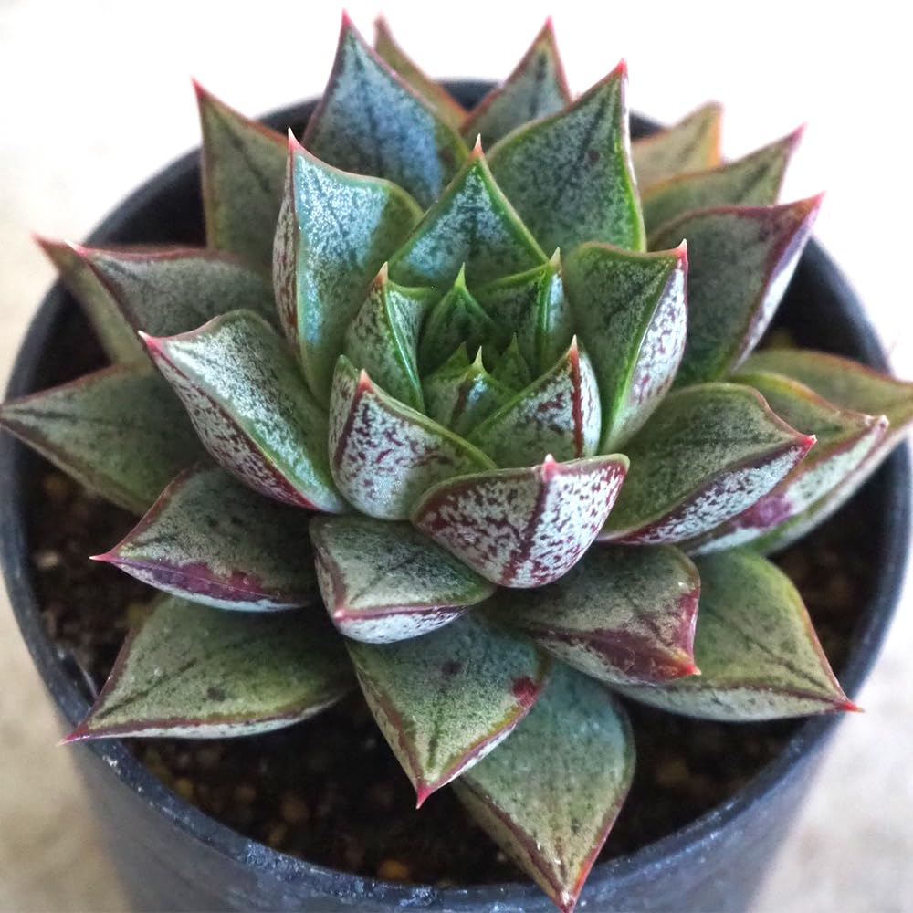 胴切り群生株】Euphorbia polygona “Snow flake ”ユーフォルビア