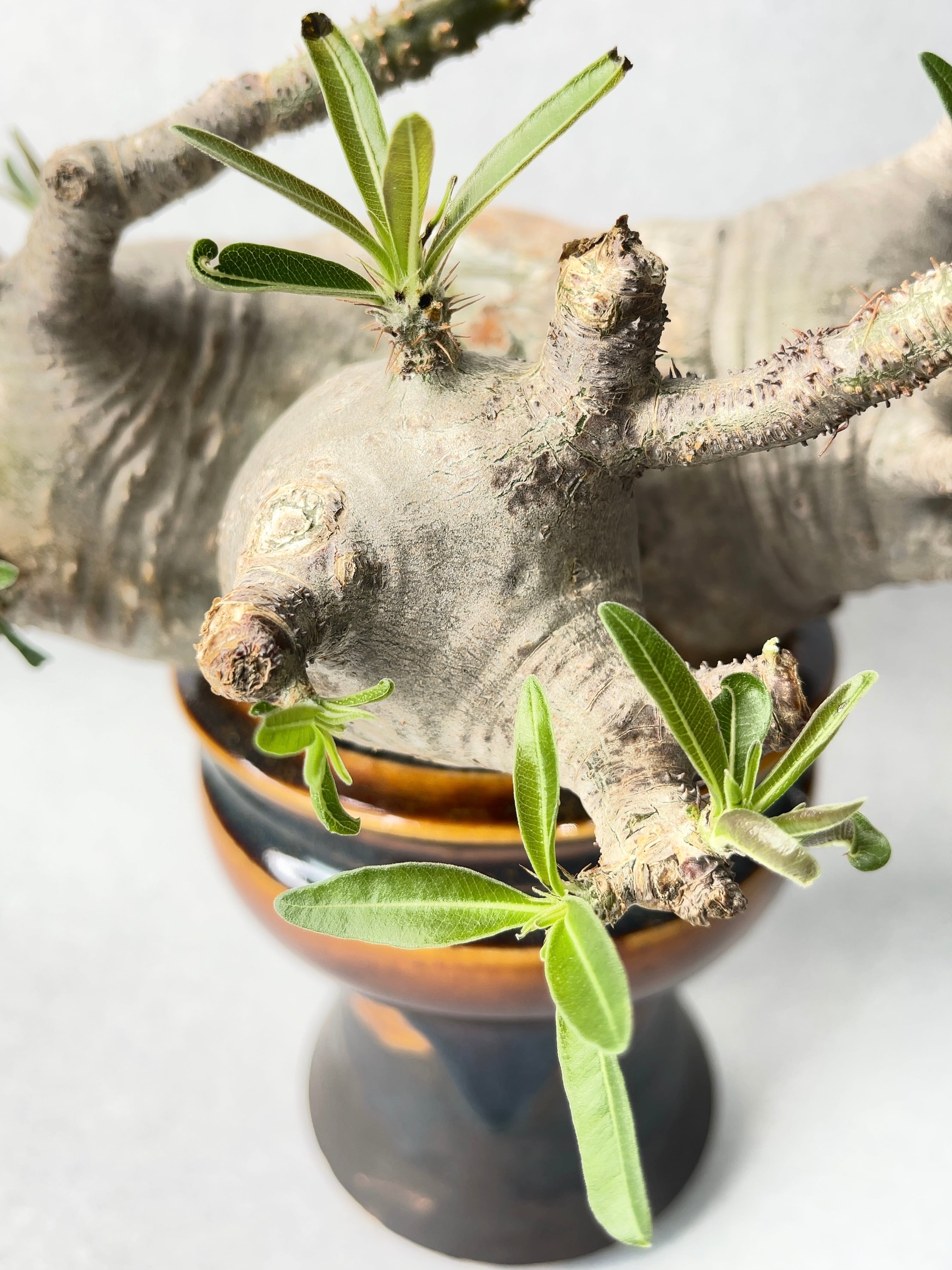 パキポディウムグラキリス パキポディウム グラキリス P014【送料着払い】 | CACTUS330