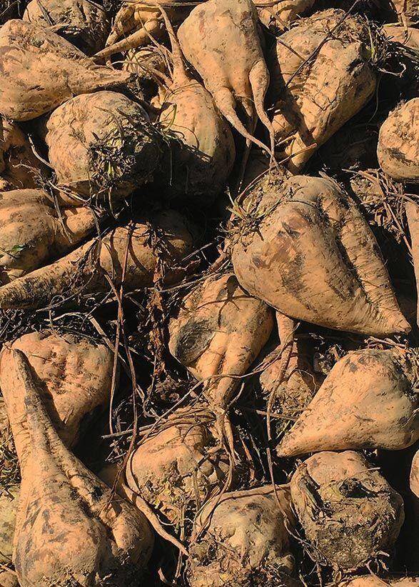 EUオーガニック認証 甜菜糖 25kg(てん菜糖、てんさい糖 EUオーガニック認証 甜菜糖 25kg(てん菜糖、てんさい糖