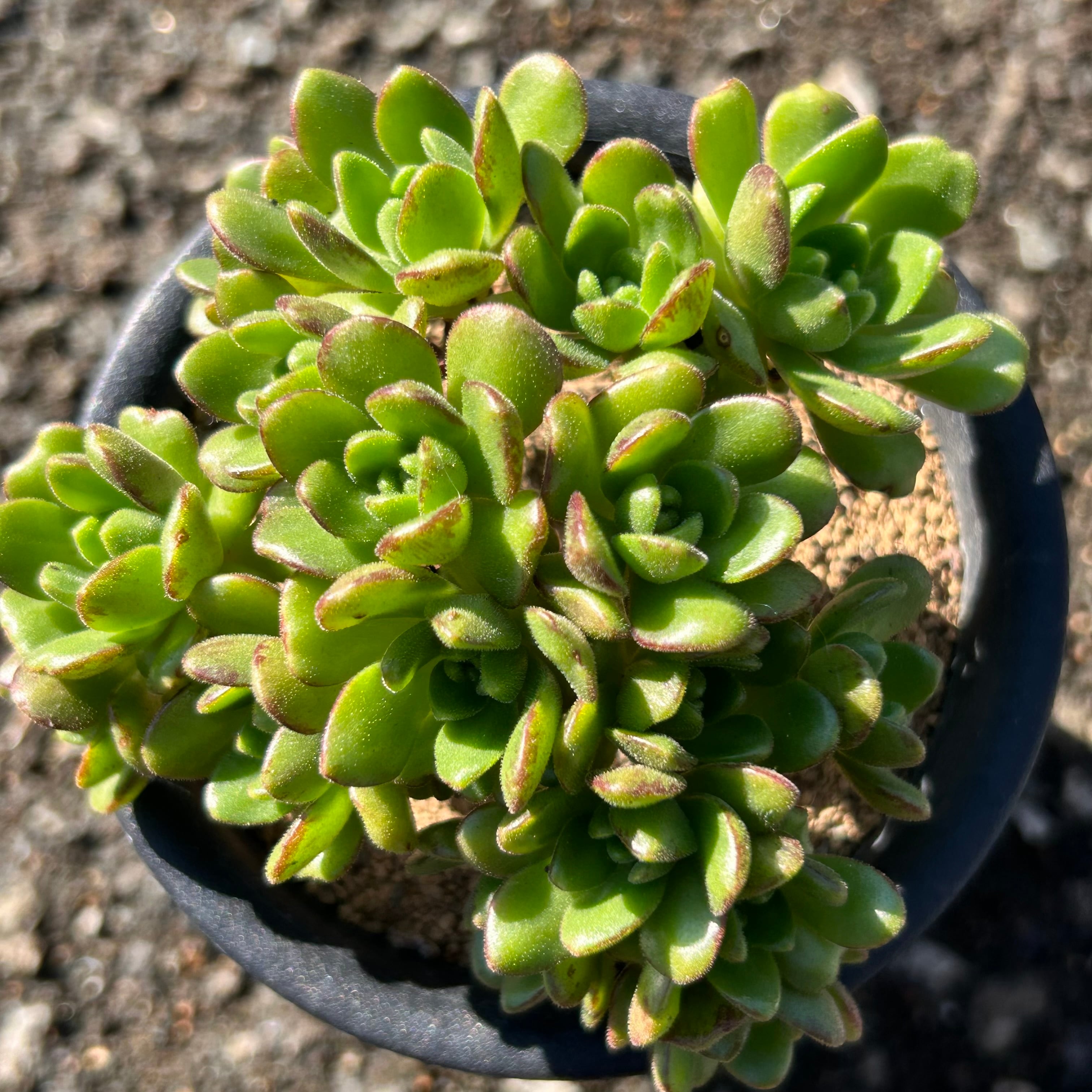 アエオニウム | RuPo 多肉植物専門店