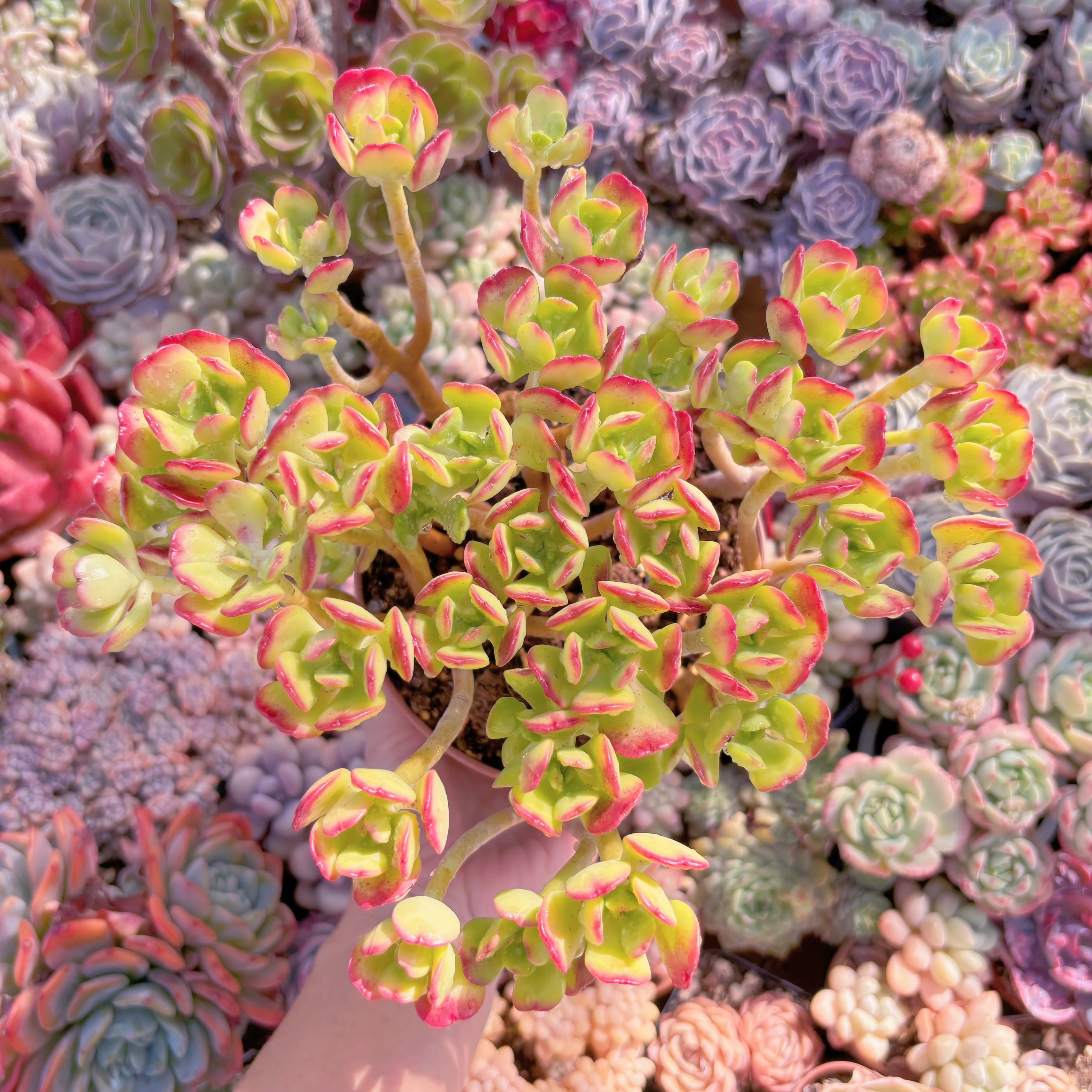 現品　宝珠#857　特大苗　るる農園