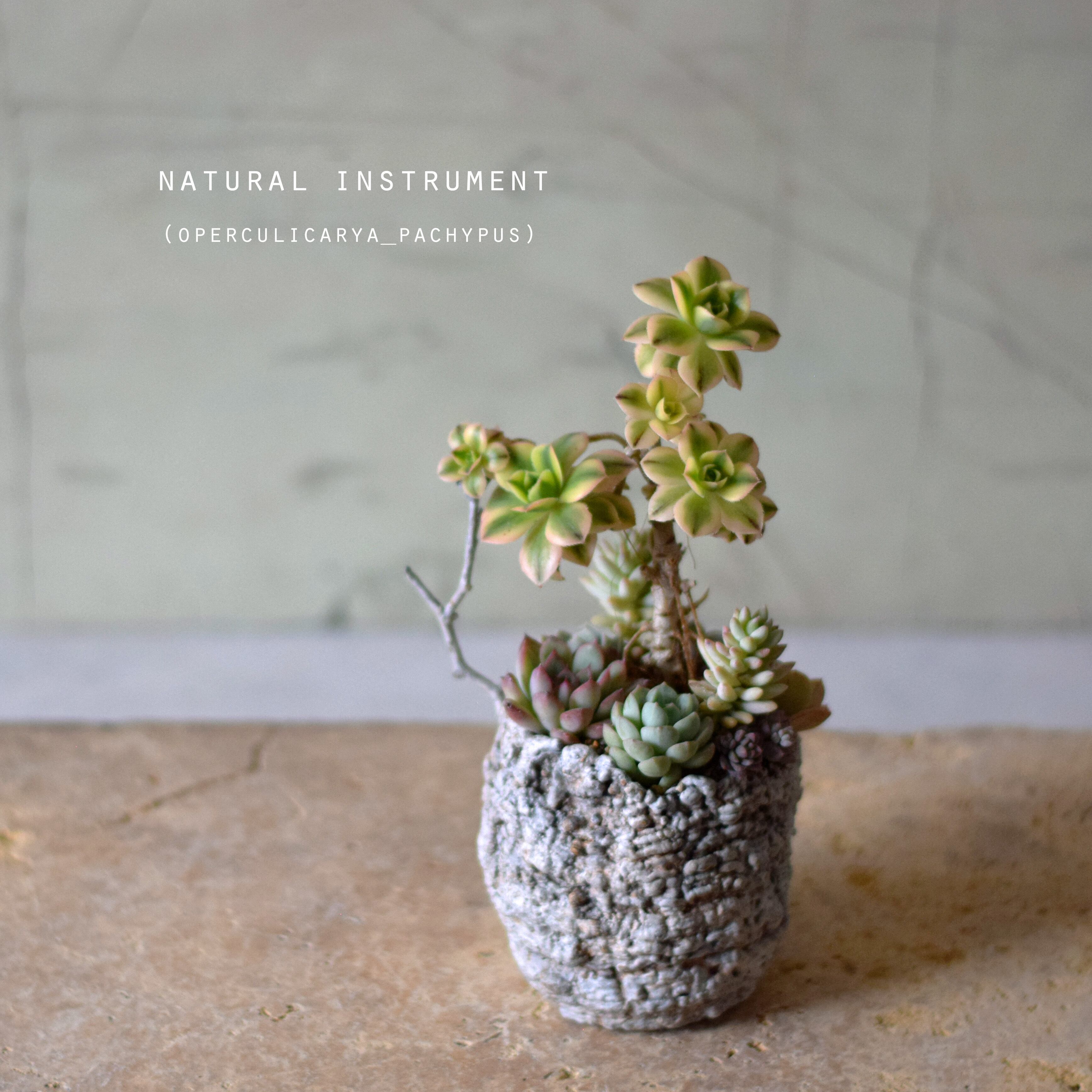 とても小さな骸骨天使 | echidna