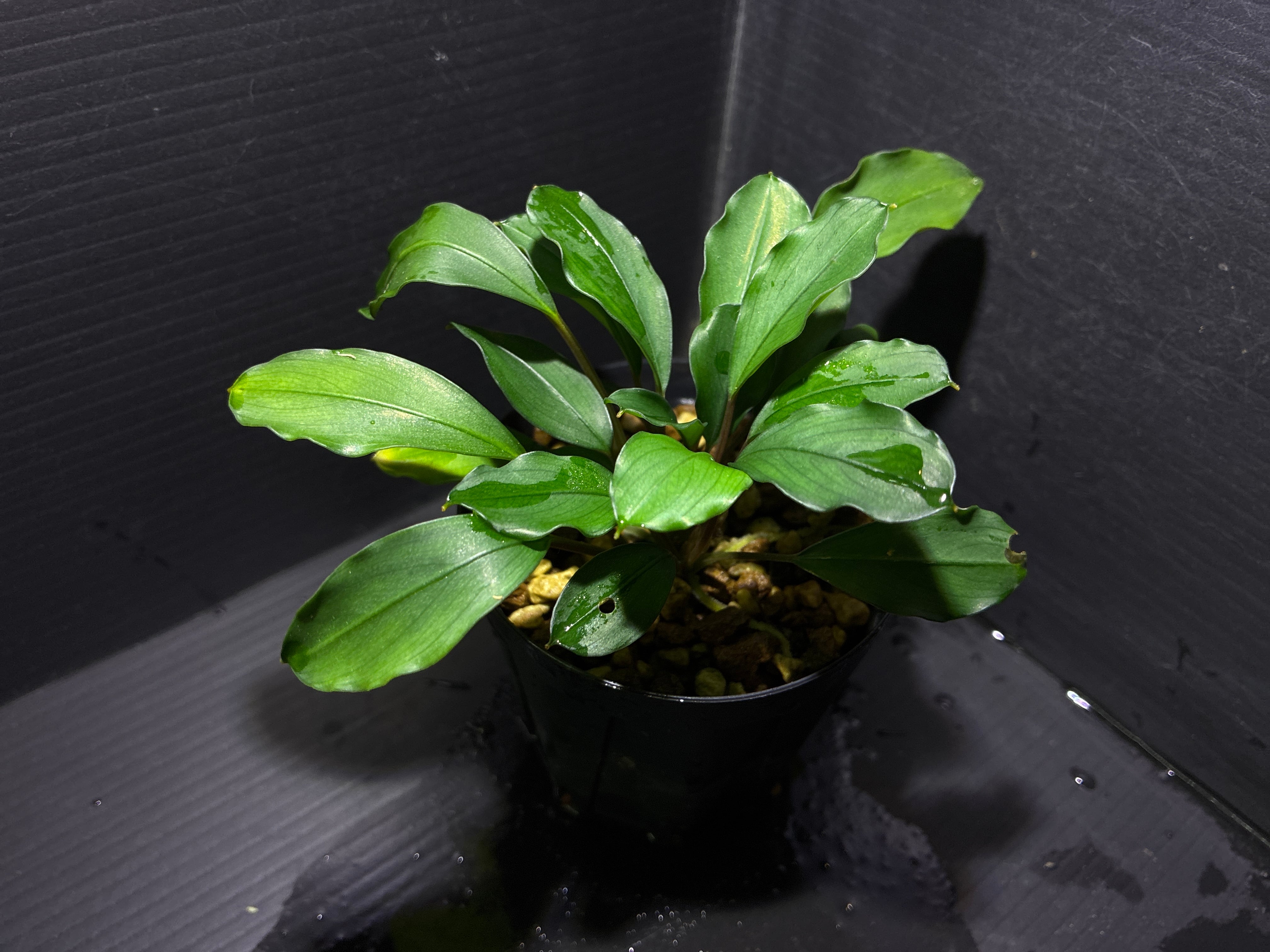 Bucephalandra sp. Deep Blue(ブセファランドラsp. ディープブルー