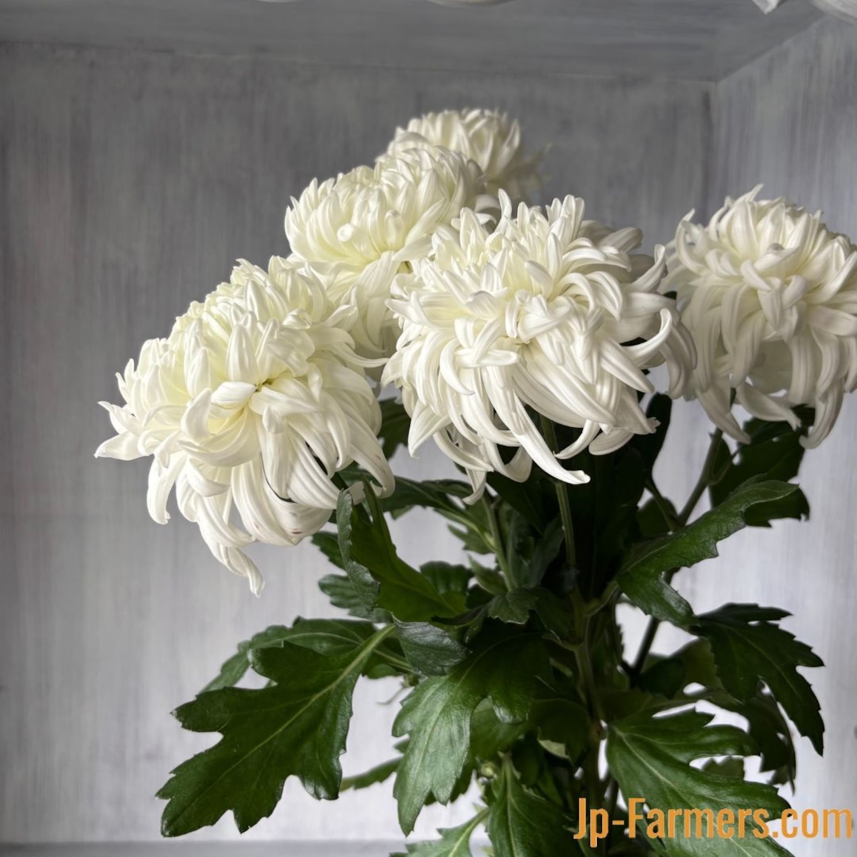 絵になる菊 セイマノアホワイト 10本 愛知県/大分県 | 新鮮お花問屋 Jp 