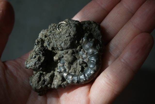 イギリス産黄鉄鉱化アンモナイト  Pyritized Ammonite 1516