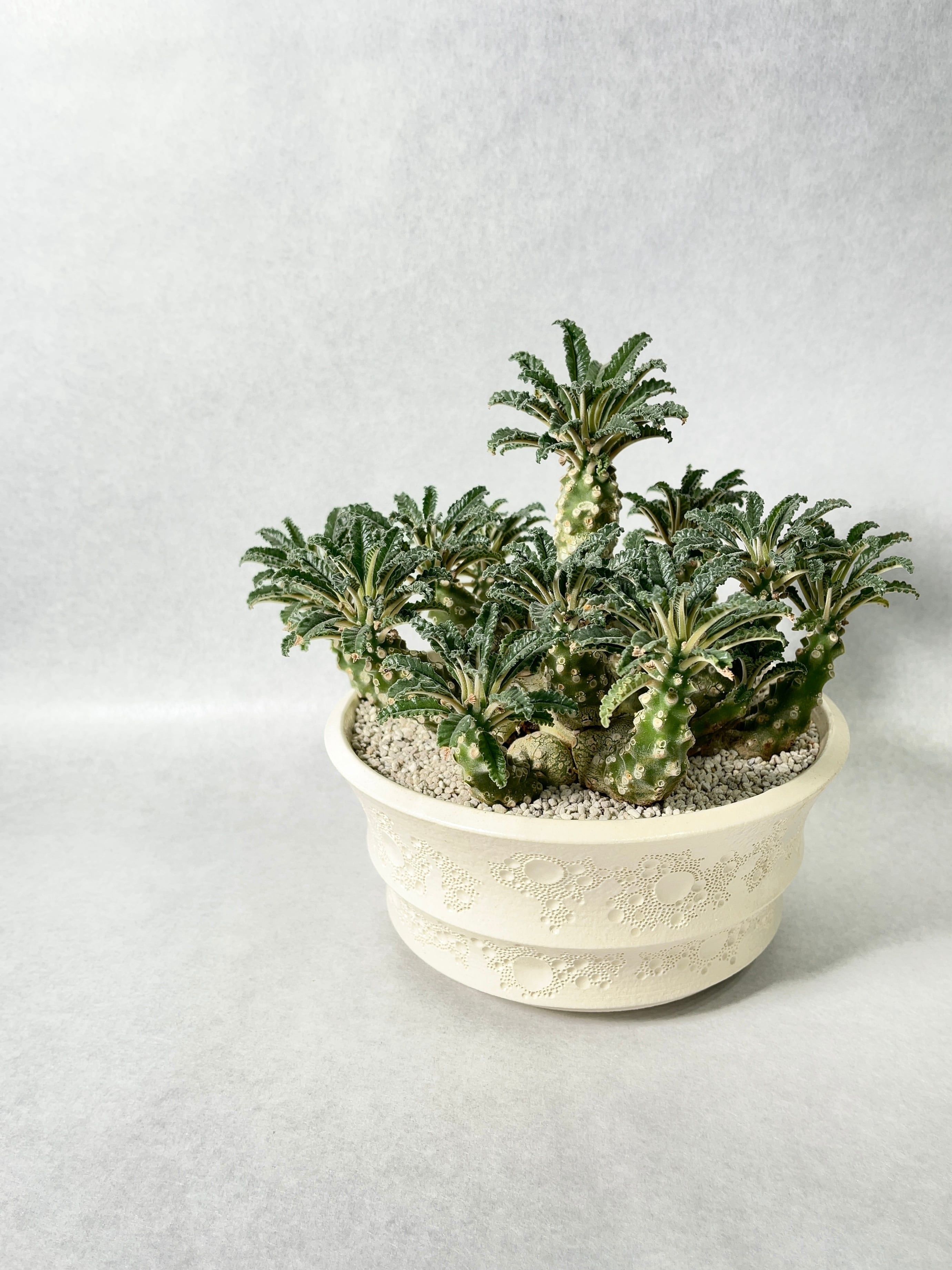 ドルステニア・ラブラニー | trigger