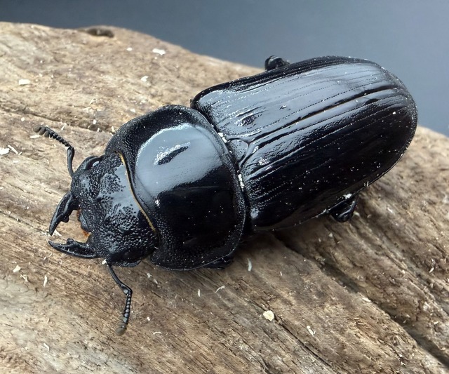 《オオクワガタ 能勢YG血統 50mm ♀単》