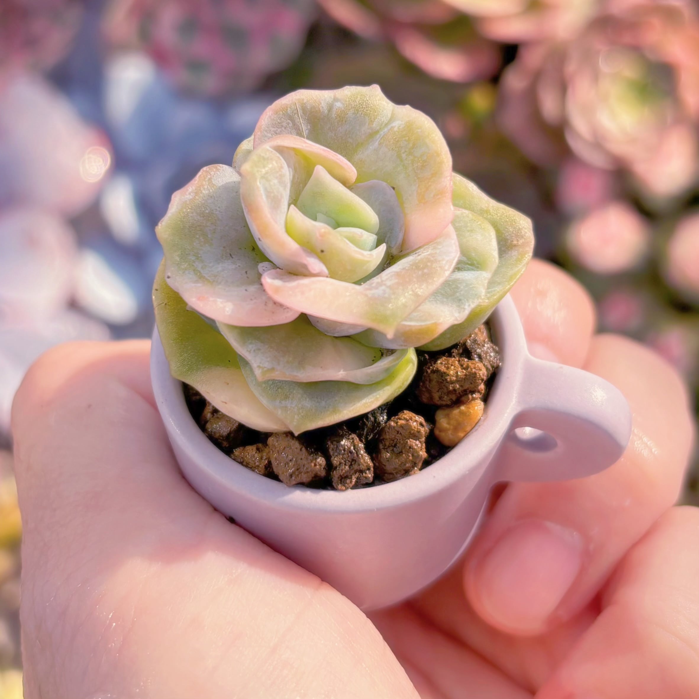 現品　ラブリーローズ錦(白斑)#A082　るる農園