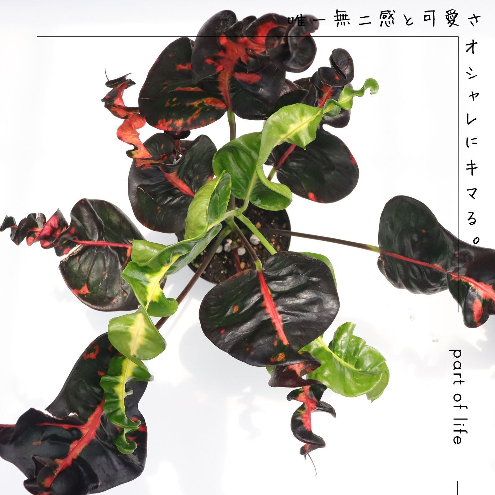 希少 クロトン プランティップ prang thip 卓上サイズ 観葉植物 熱帯