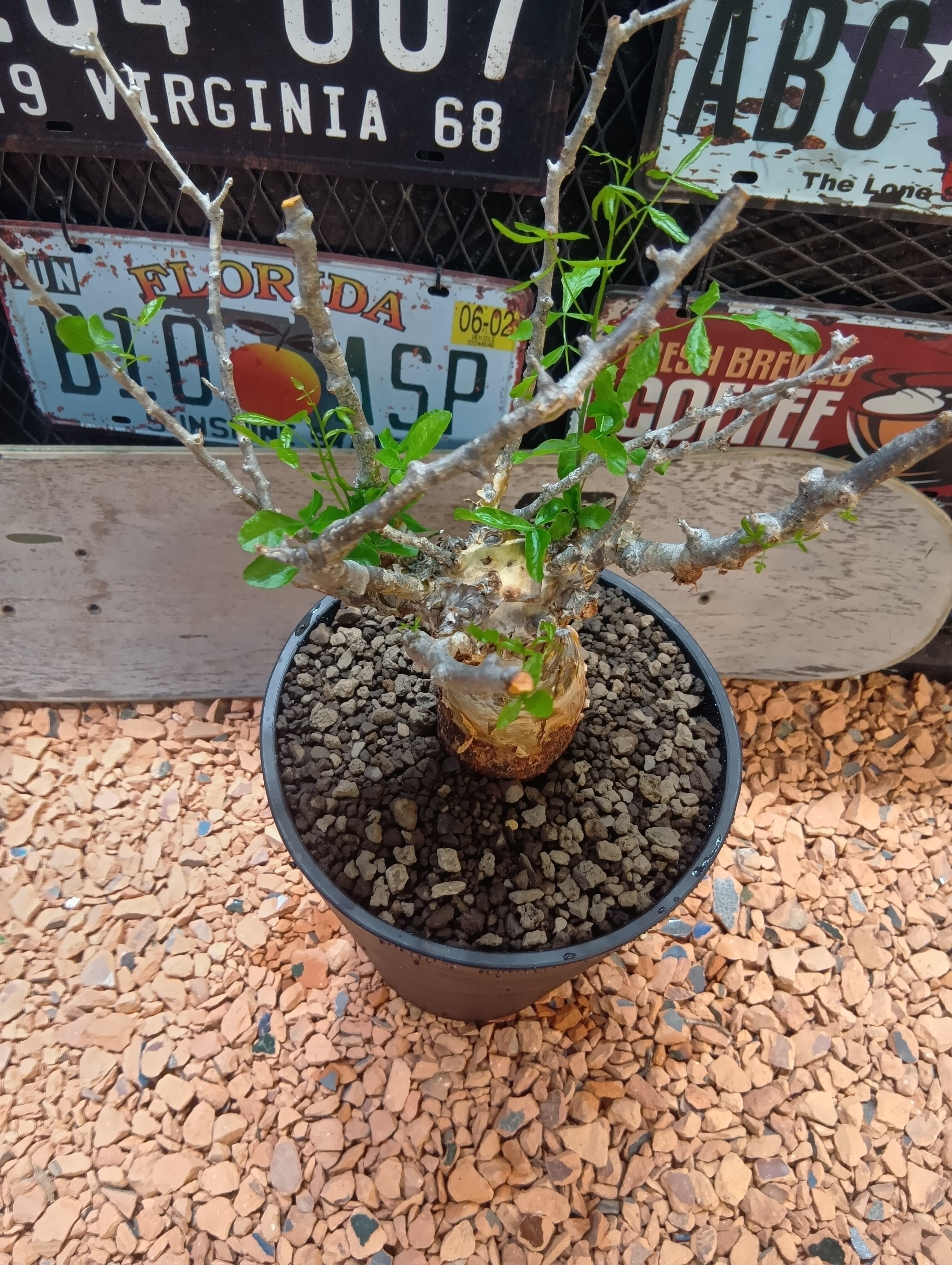 Buenaplant