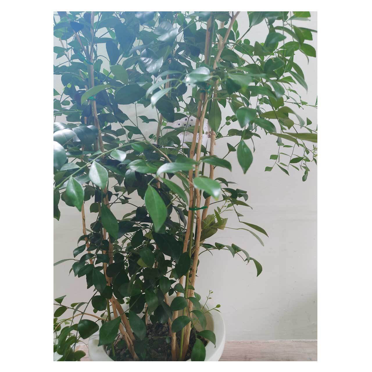 Murraya paniculata | Seeding