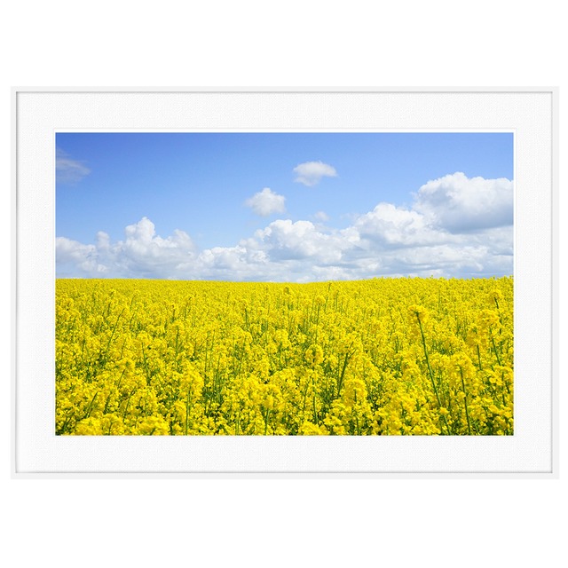 春写真 一面の菜の花畑 インテリアアートポスター額装 AS0260