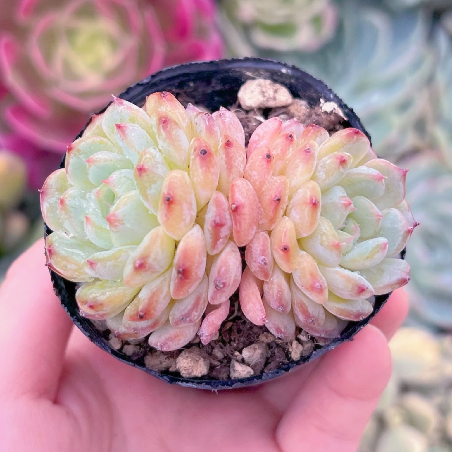 現品　ハニーベビー#554　るる農園