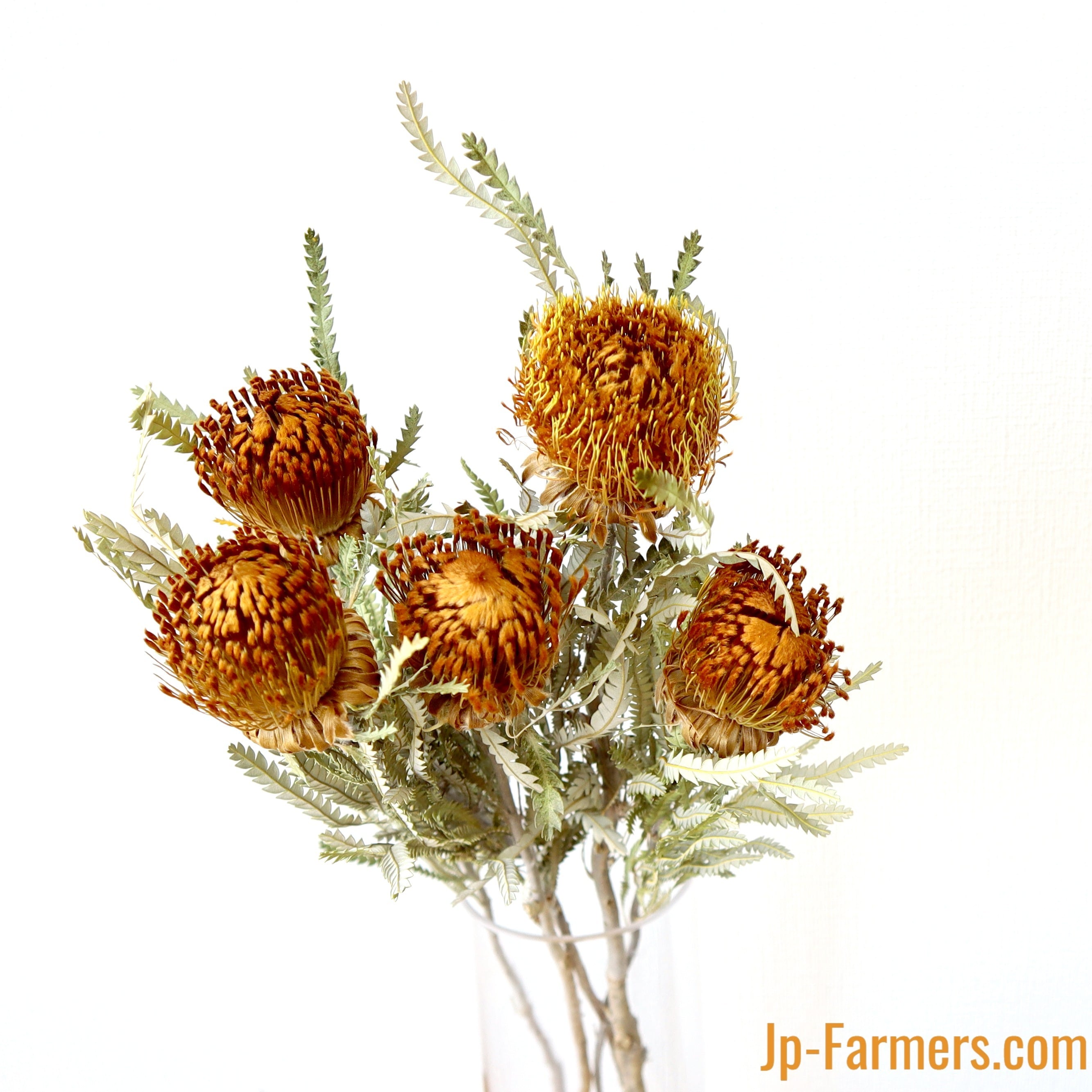 ゴールドに輝く「ドライアンドラフォルモーサ」5本　ドライフラワー　 | 新鮮お花問屋 Jp-Farmers.com