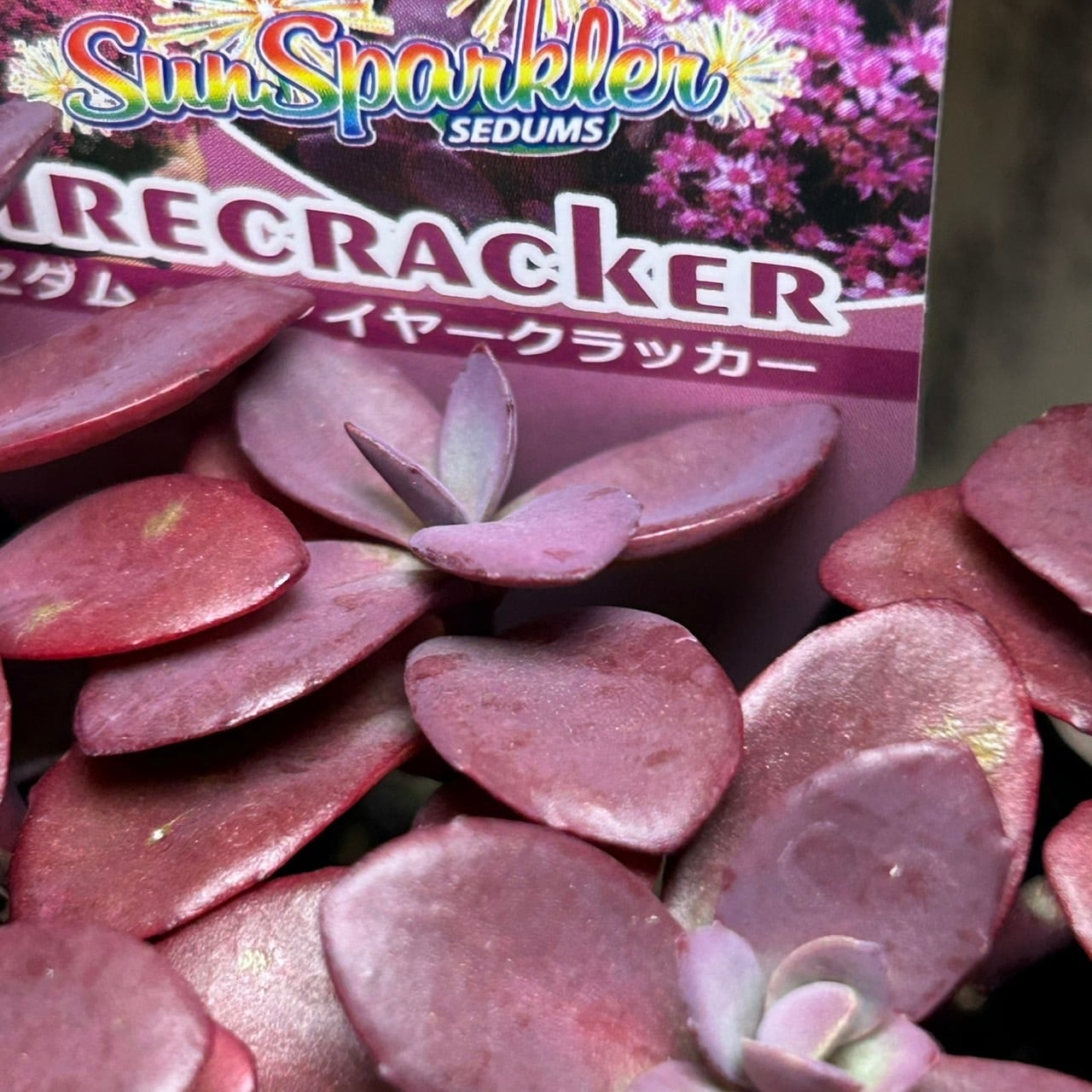 ✨【激レア】『黄金の器 銀の器／気まぐれな妖精』ファイヤー・クラッカーズ ファイヤークラッカー | RuPo 多肉植物専門店