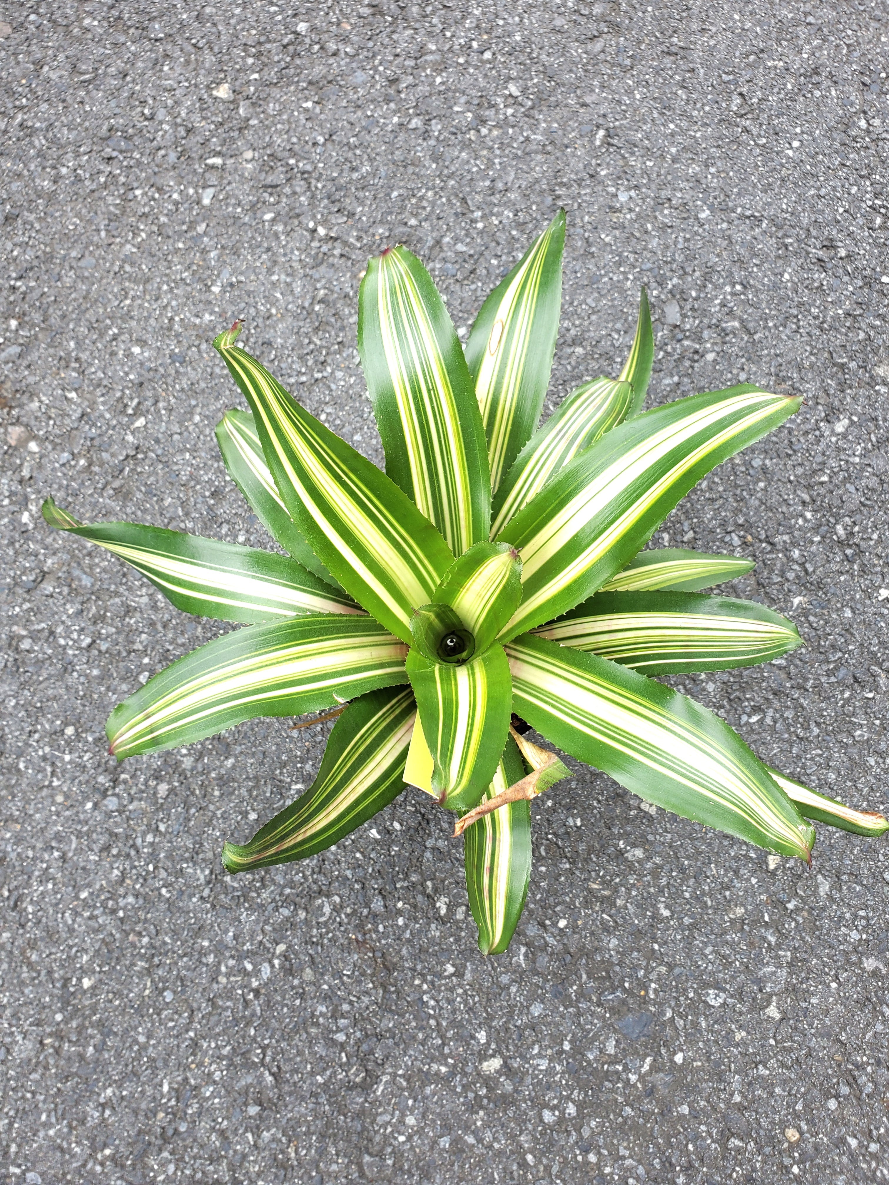 Neoregelia Fruit stripe var.【artPLANTs】 ネオレゲリア/タンク