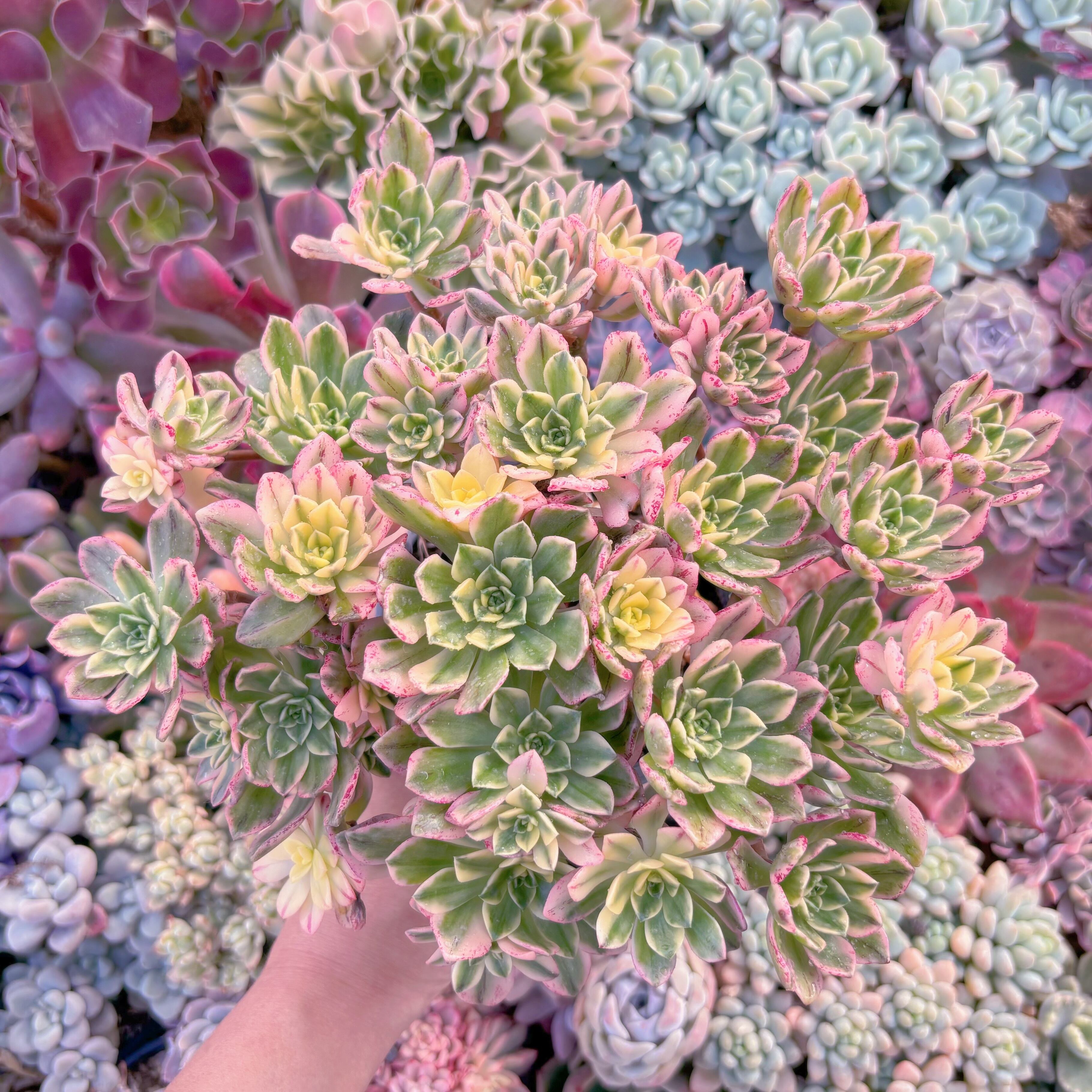 現品　sweet tea#A86　大群生　るる農園