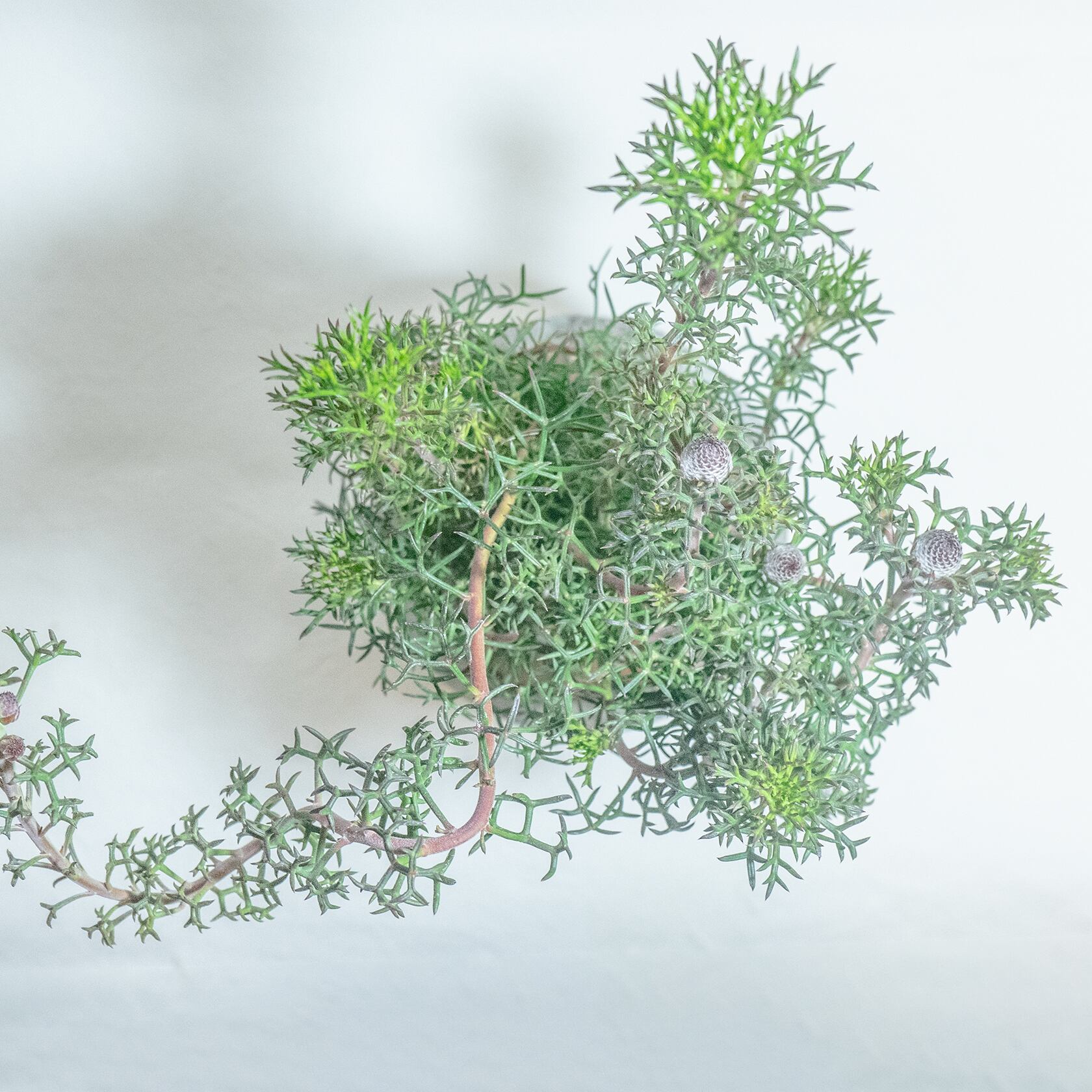 \送料無料/≪ 観葉植物 ≫お庭やベランダで育てるローズコーンの鉢植え|無機質でどんな場所とも相性のいい手作りモルタル鉢