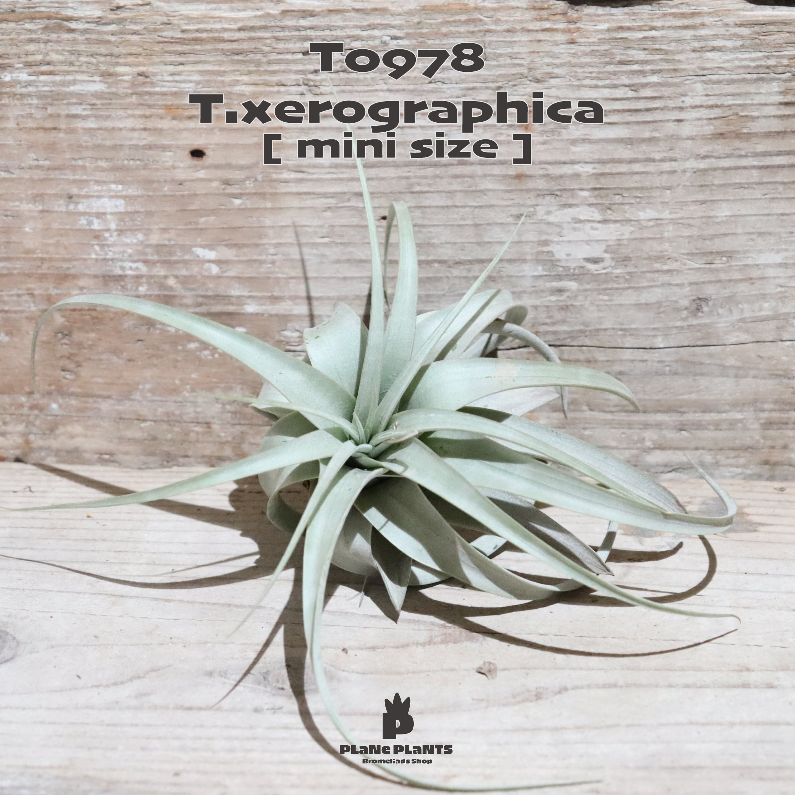 【送料無料】キセログラフィカ mini〔エアプランツ〕現品発送T0978