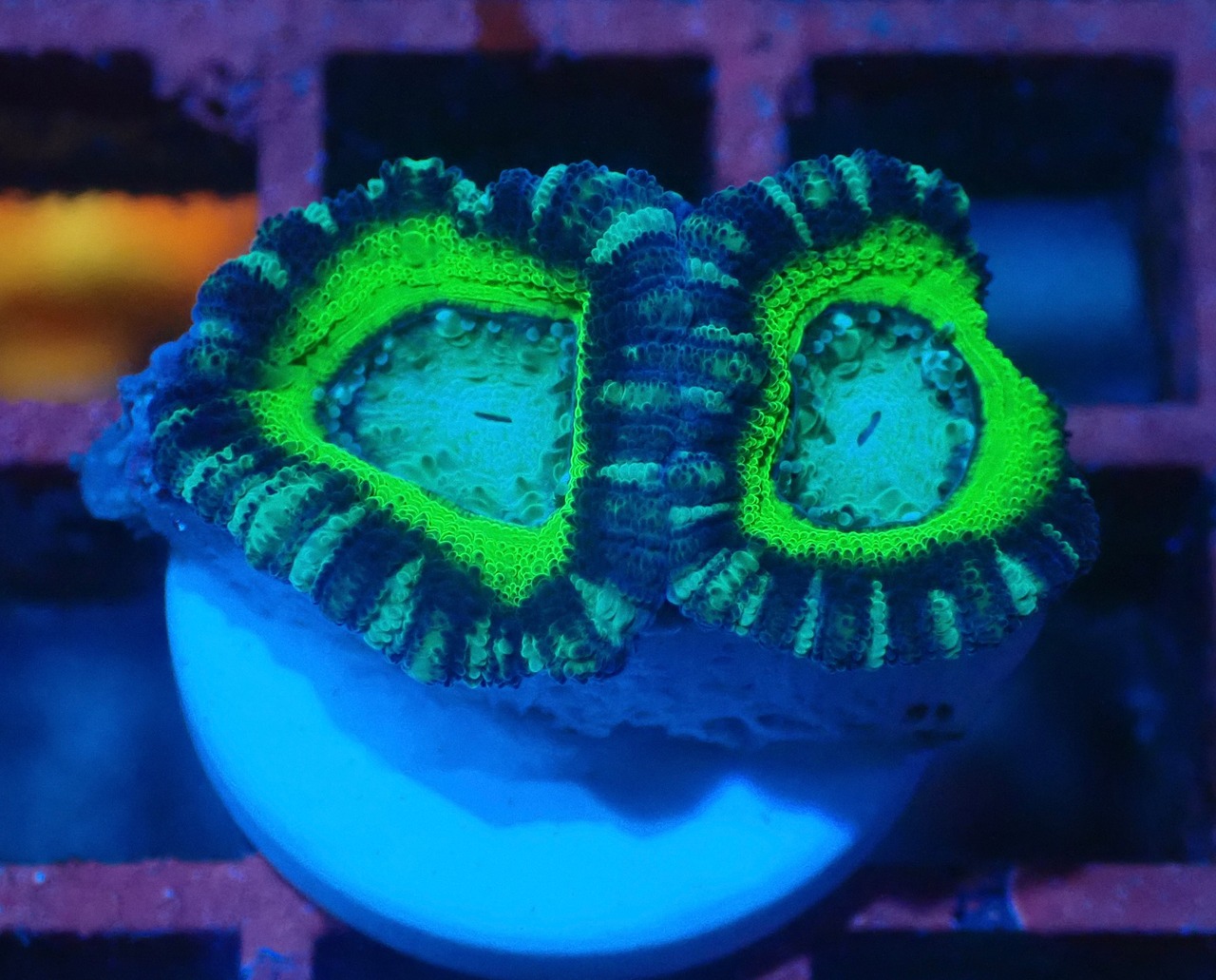 BossCollection Lordhowensis Frag 4