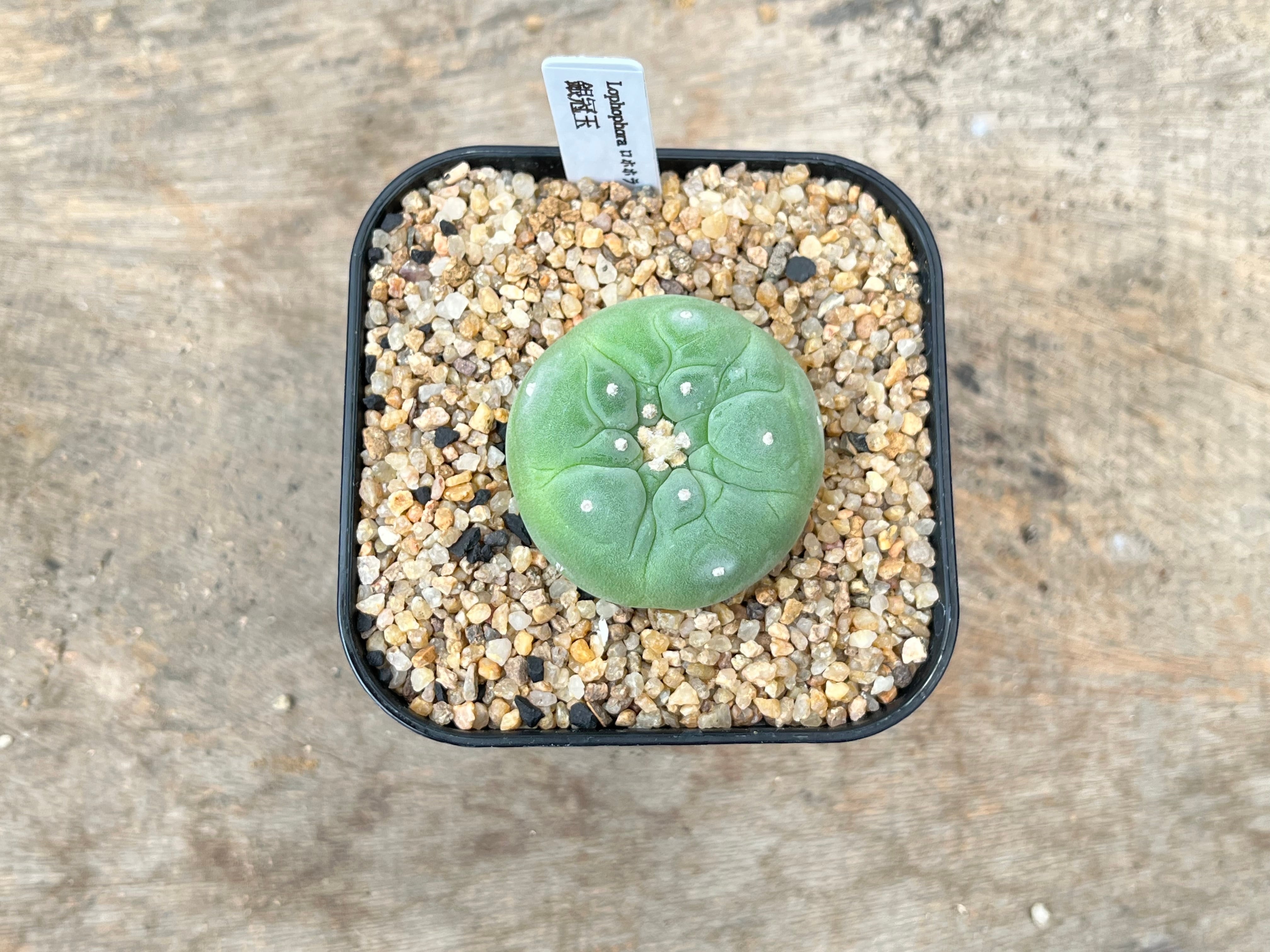 Lophophora williamsii var. decipiens ロフォフォラ 銀冠玉 疣銀冠玉