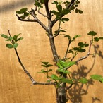 Bursera fagaroides【ブルセラ・ファガロイデス・実生】