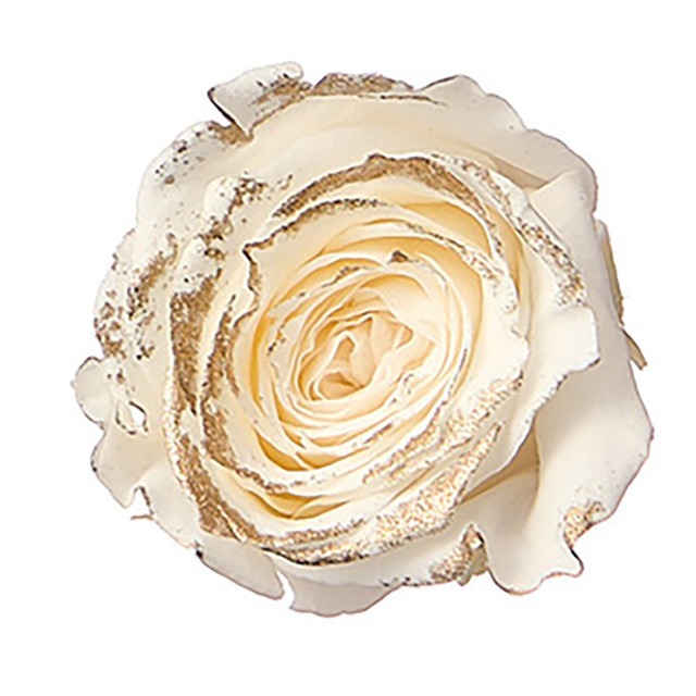 推し色薔薇〈アンティックホワイト〉