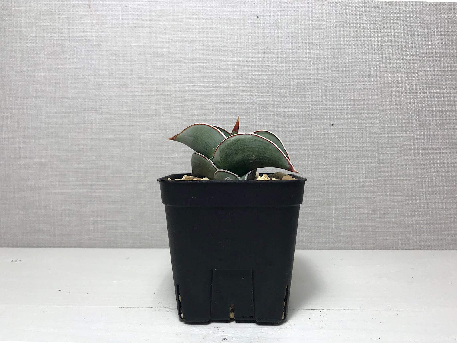 サンスベリア ロリダ