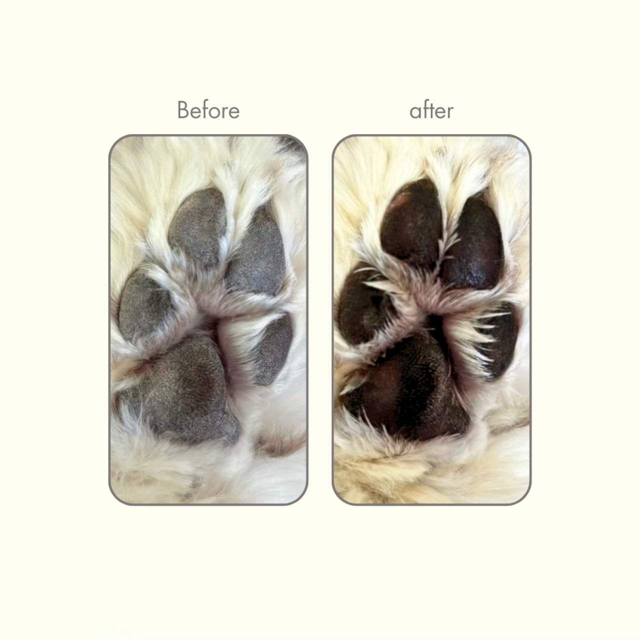 【定期便3ヶ月に1回】肉球クリーム