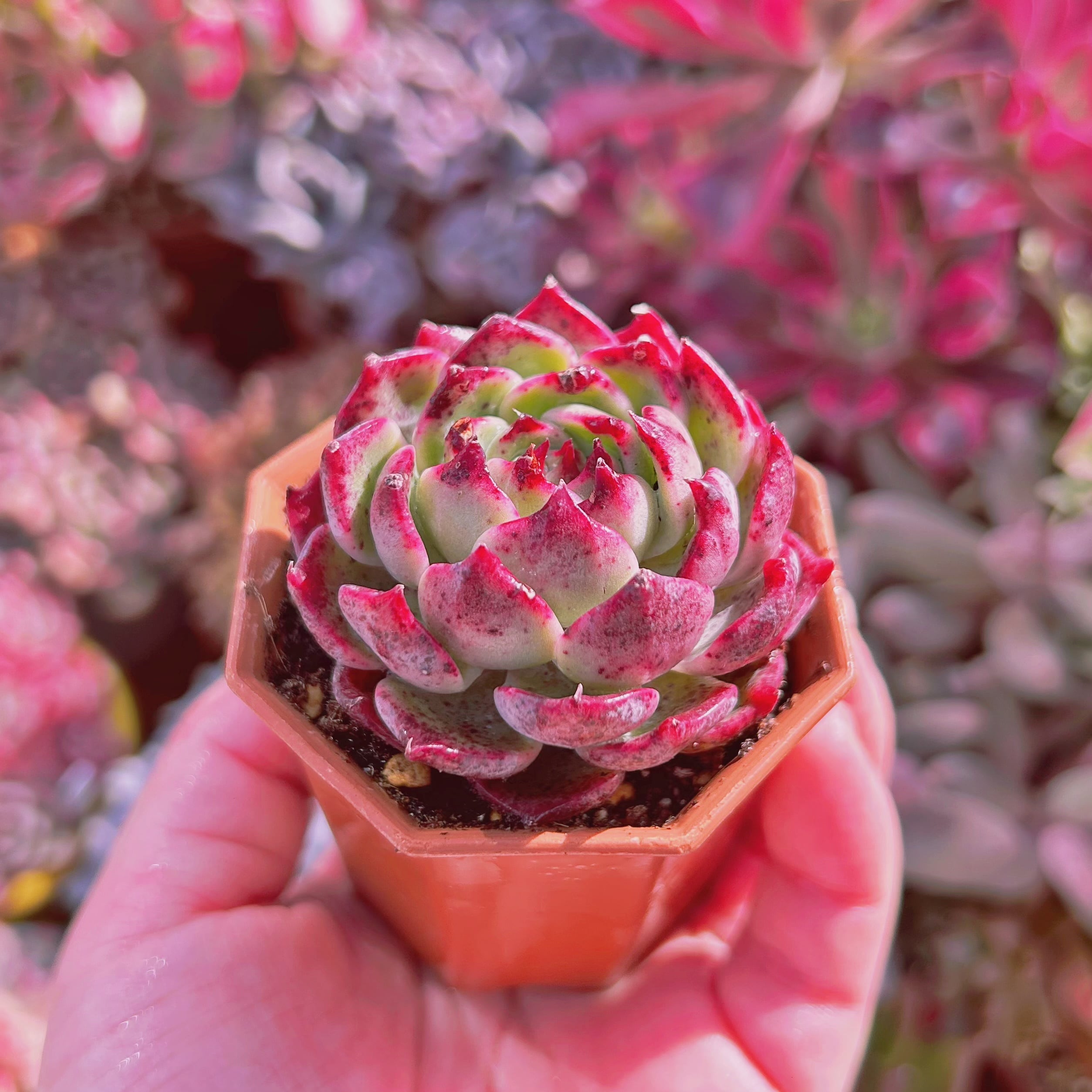 多肉植物　クランベリー　4苗 多肉植物 Echeveria 新品種 クランベリー | るる農園~多肉植物専門